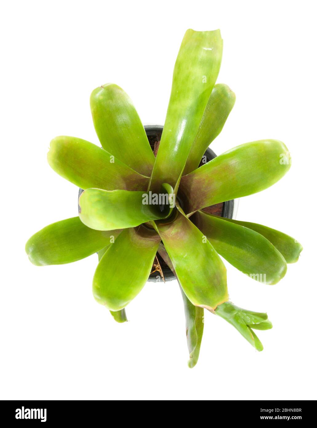 on top plant bromeliad latin name aechmea fasciata isolated Stock Photo