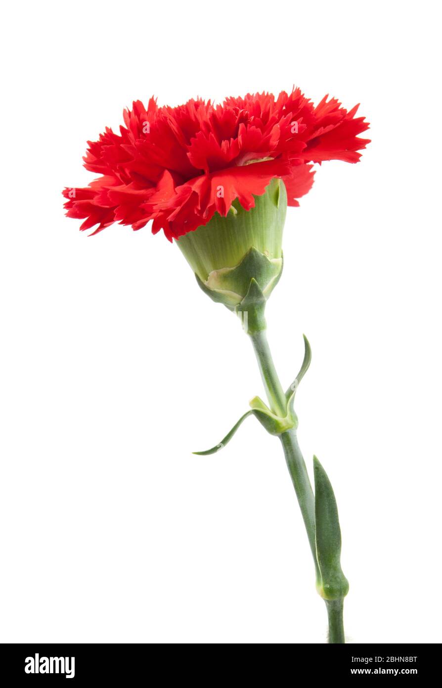 red carnations flower isolated on white background Stock Photo