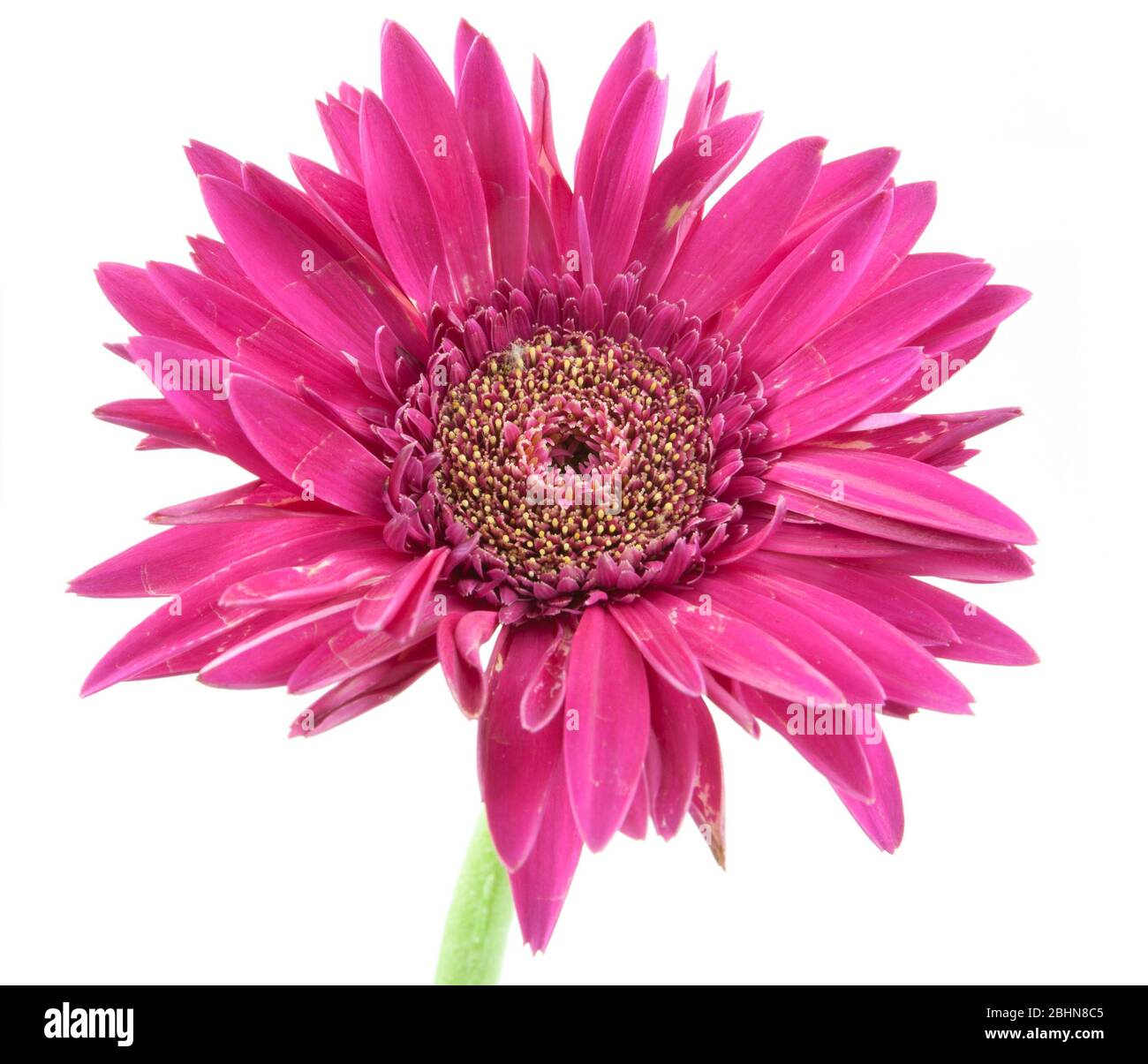 single flower flower pink isolated on white background Stock Photo - Alamy