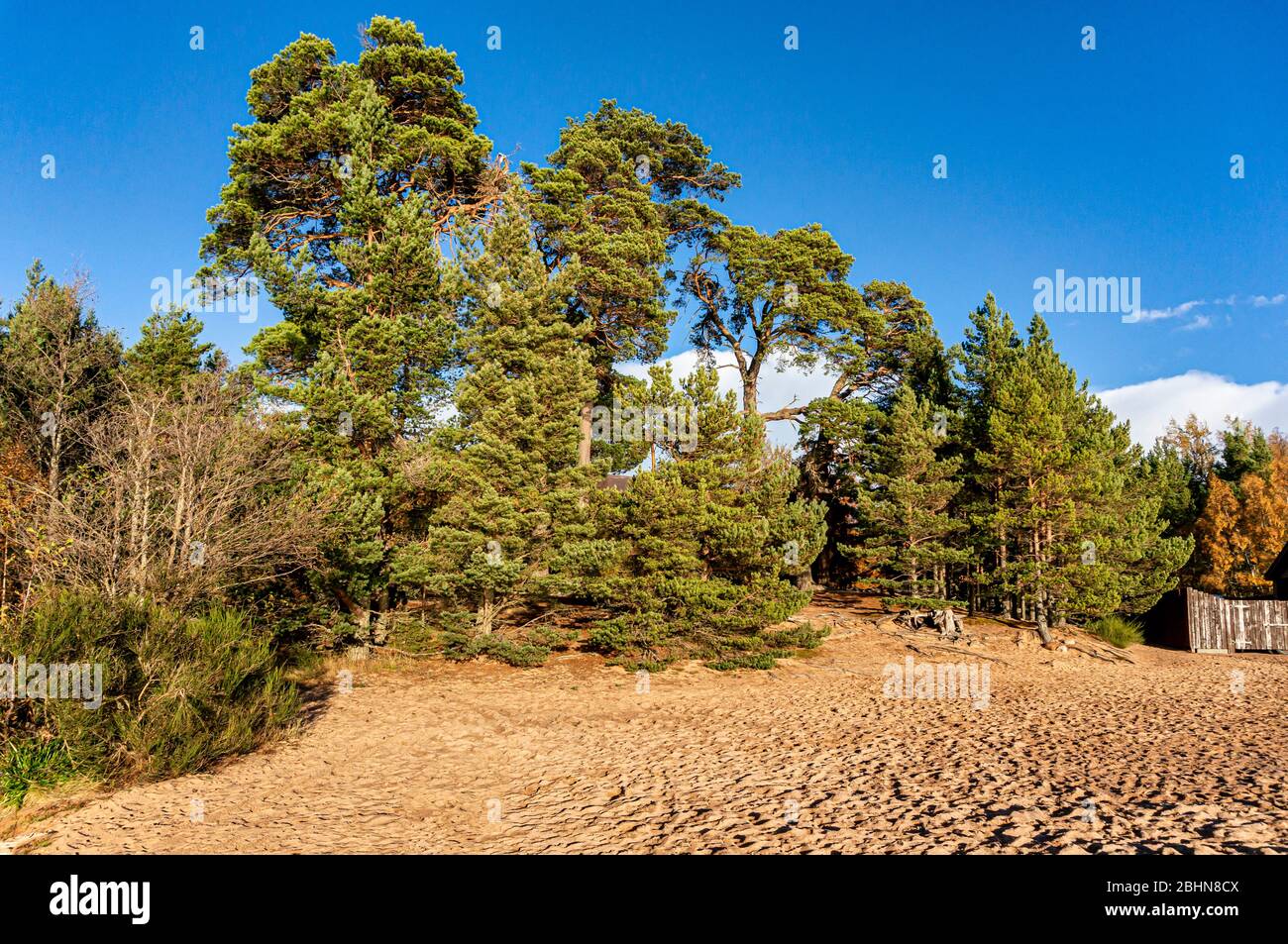 Mature Scots Pine trees on the beach at Loch Morlich Cairngorms Speyside Scotland with growing seedlings on either side. Stock Photo