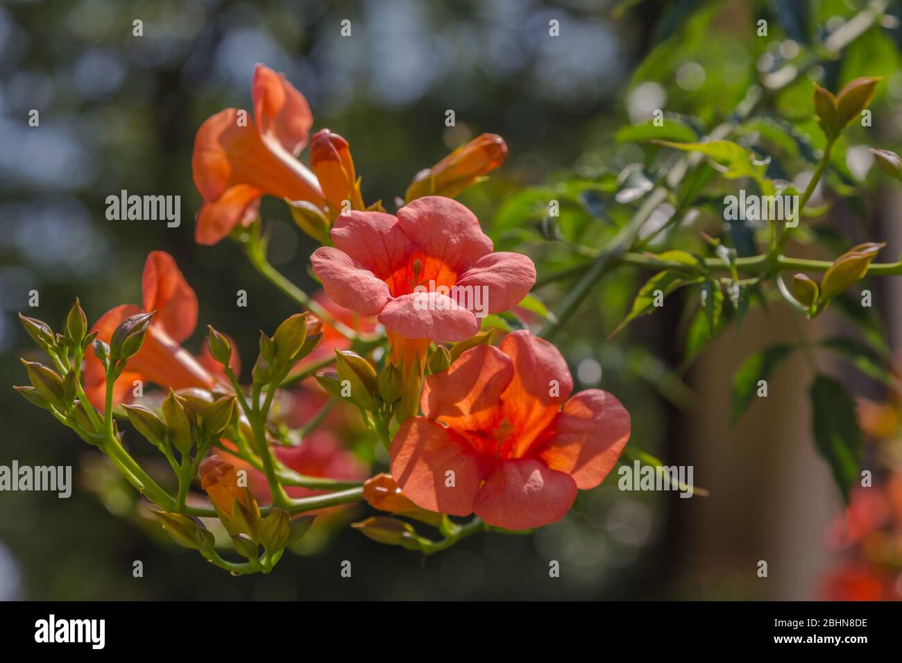 Close up of the Chinese trumpet vine, Campsis Grandiflora, It is a fast-growing, deciduous creeper with large, orange, trumpet-shaped flowers. Stock Photo