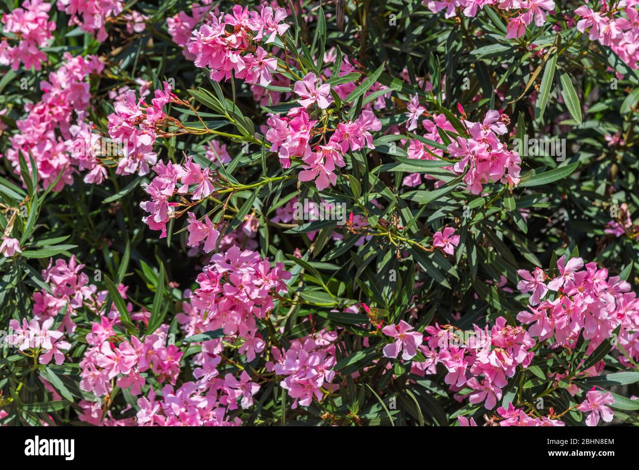 Pink oleander flowers (Nerium oleander). This is a shrub or small tree in the family Apocynaceae. Oleander is one of the most poisonous garden plants. Stock Photo