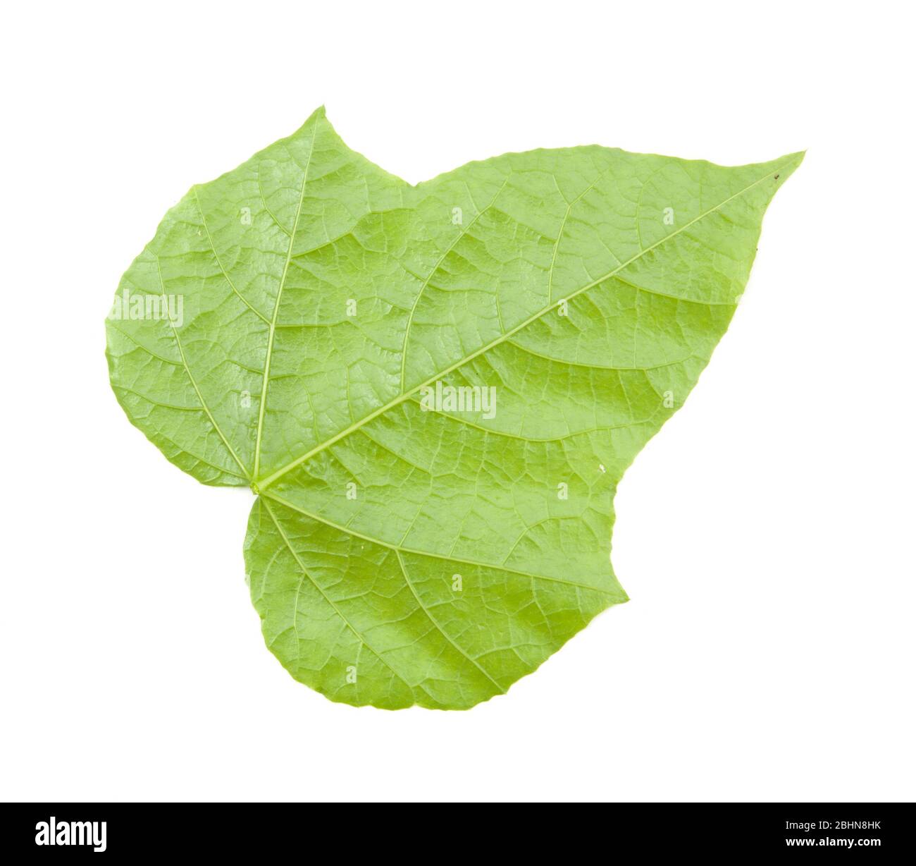 leaves isolated on white background Stock Photo - Alamy