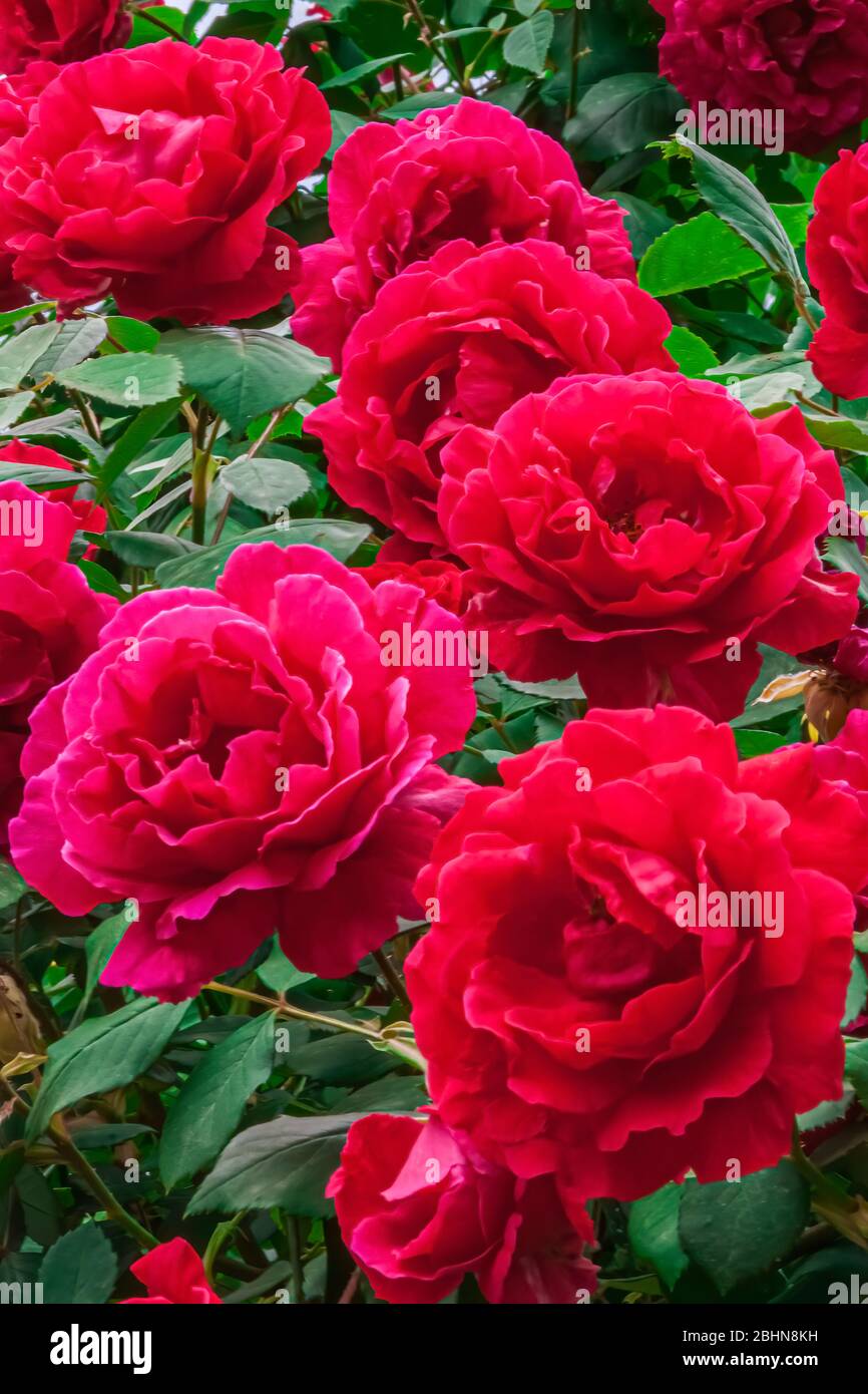 Close up of red roses (family Rosoideae)  on a bush. Stock Photo