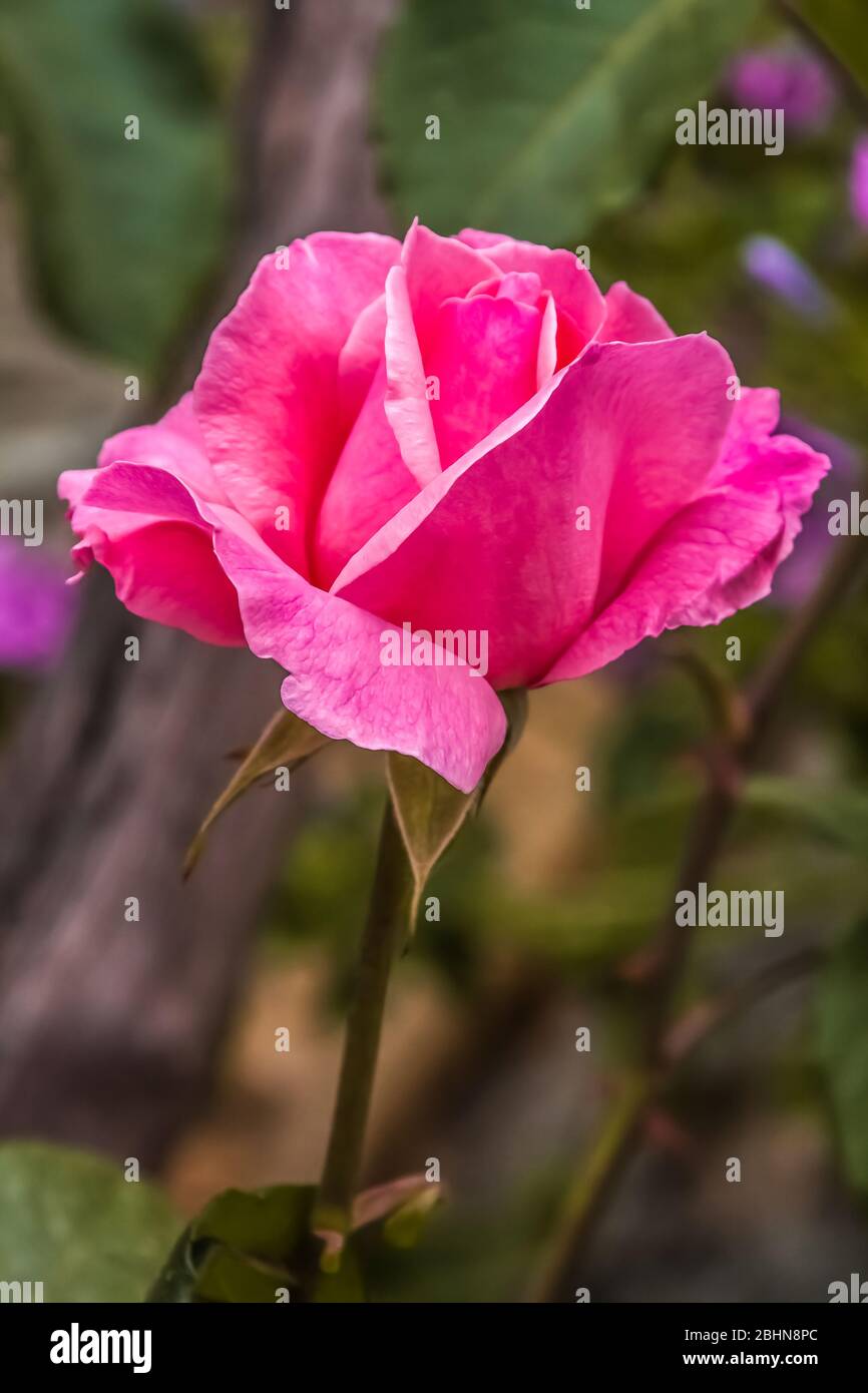 Close up of a pink rose (family Rosaceae)  a woody perennial flowering plant of the genus Rosa. Stock Photo