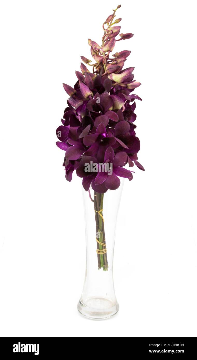 purple  orchid flower in white vase isolated on white Stock Photo