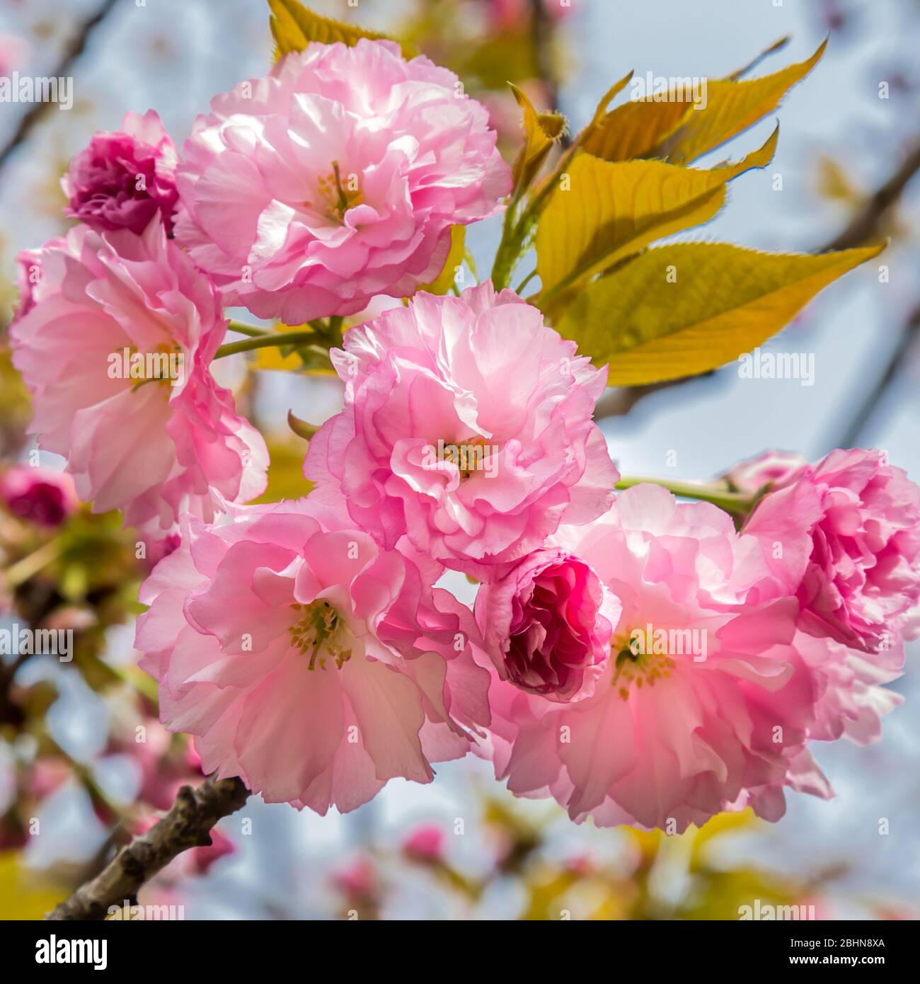 Japanese daisies hi-res stock photography and images - Alamy