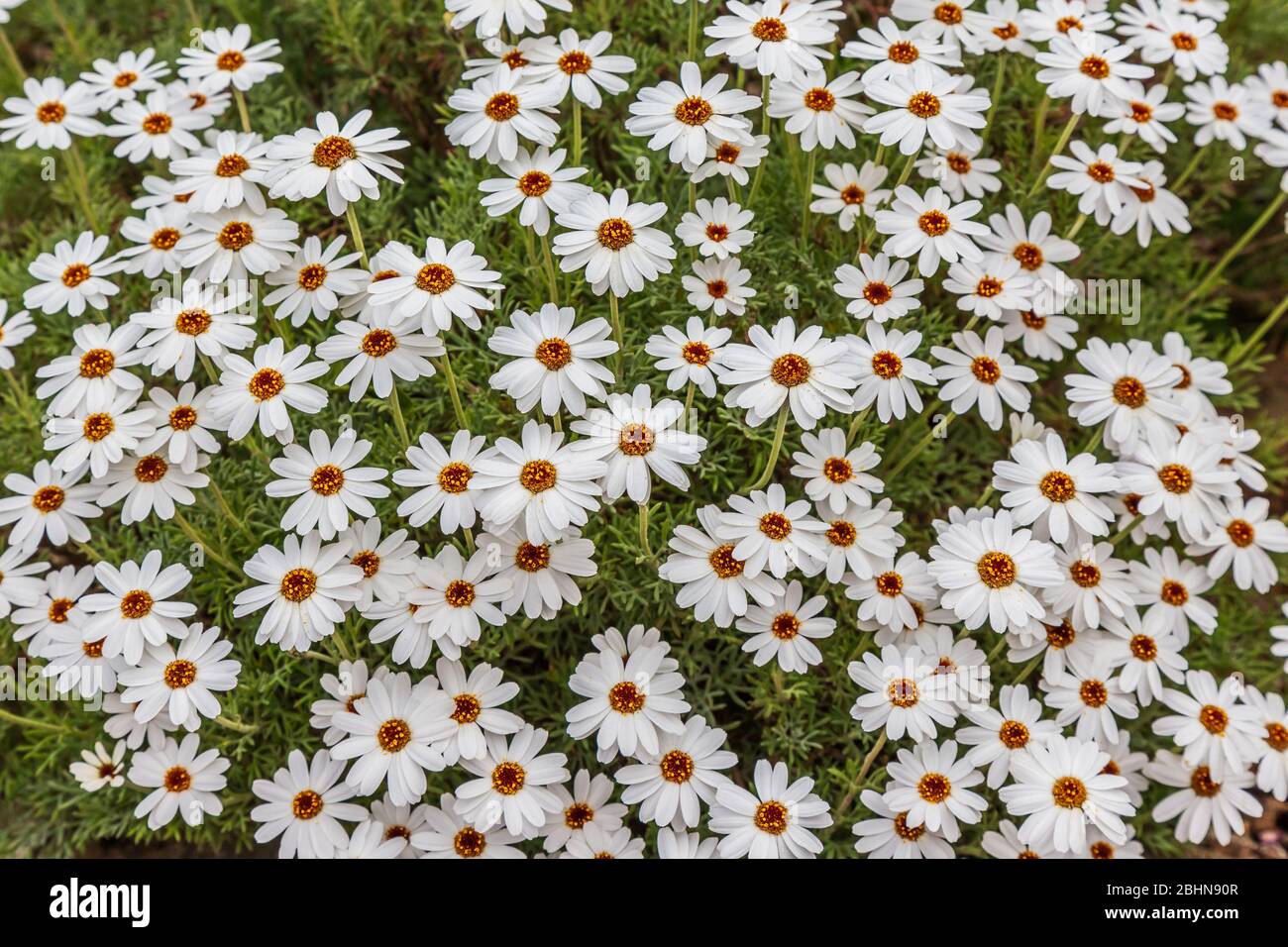 Close up of Shasta daisies (Leucanthemum superbum) growing in a garden. Stock Photo