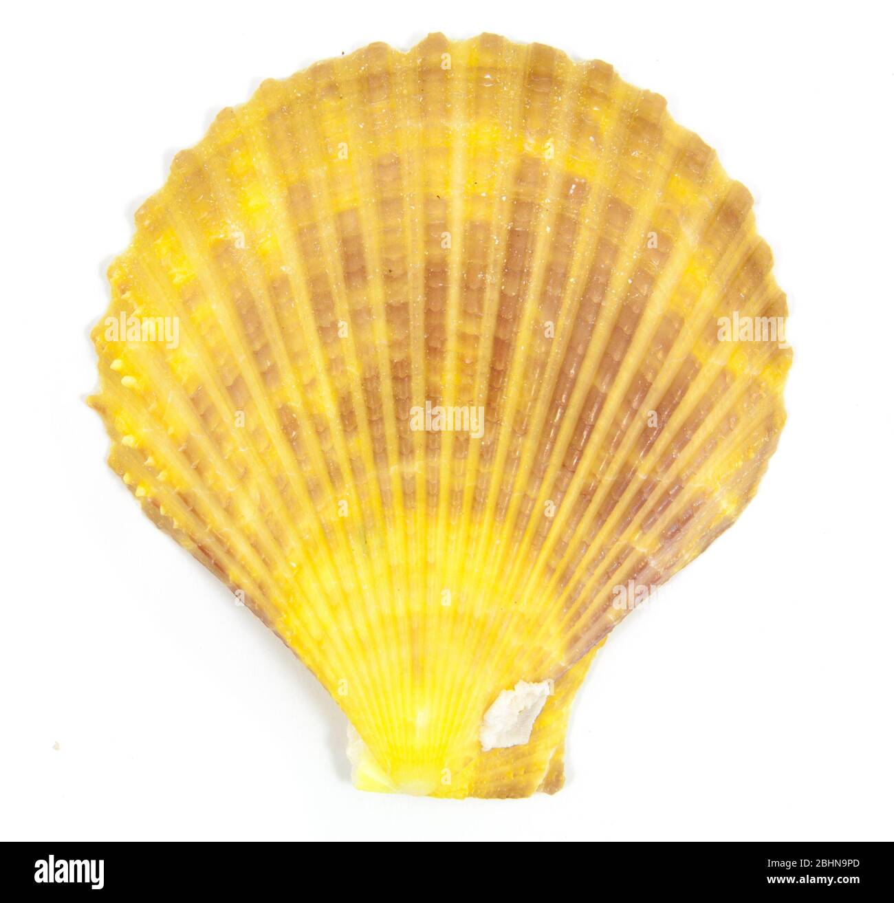 Pectinidae hi-res stock photography and images - Alamy