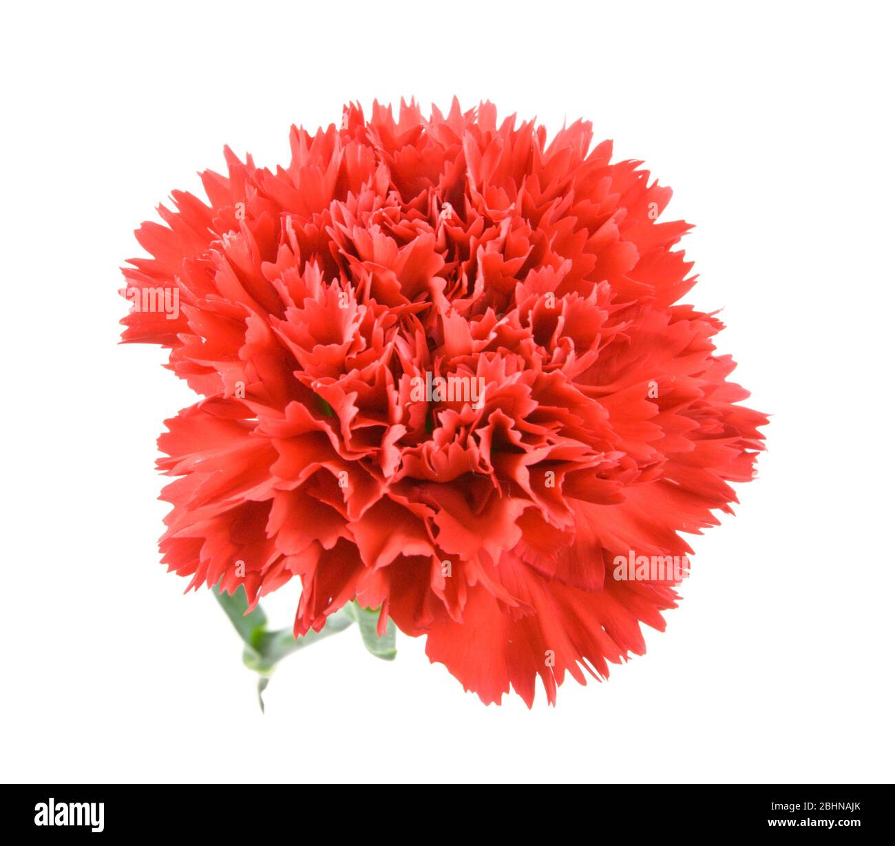 red carnations flower isolated on white background Stock Photo
