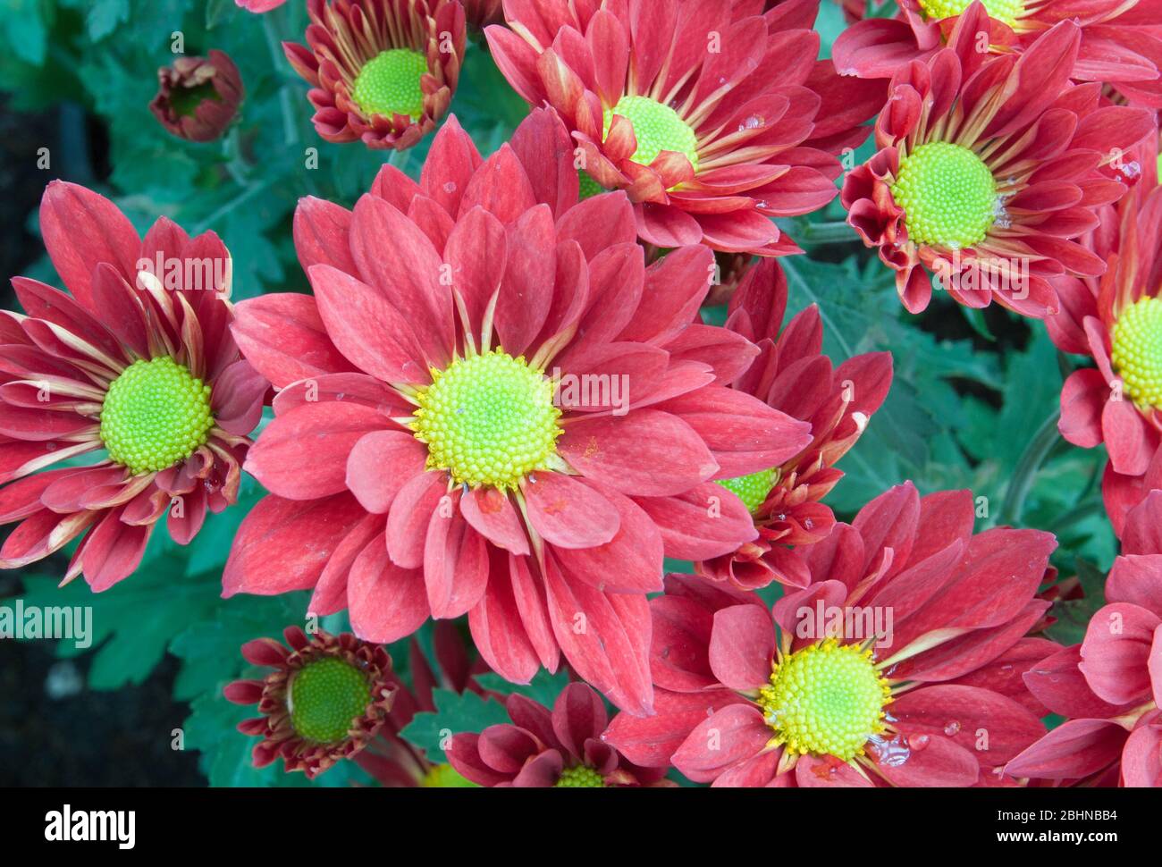 Red chrysanthemum bouquet leaves hi-res stock photography and images ...
