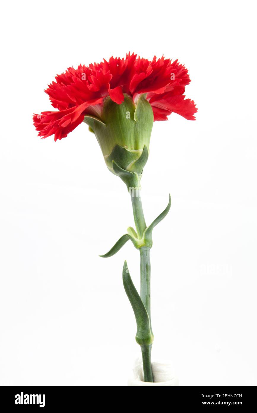 red carnations flower isolated on white background Stock Photo