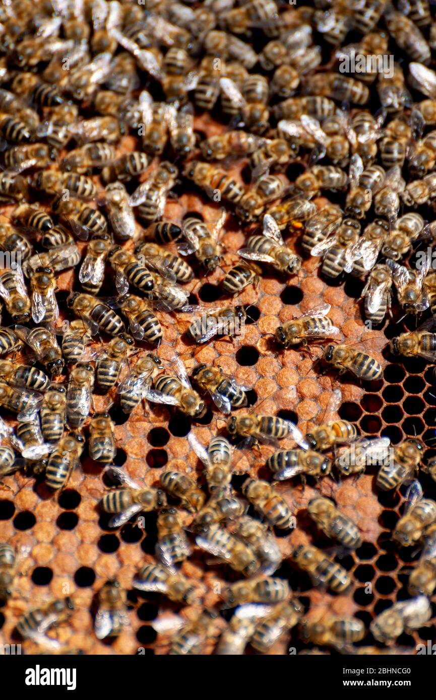 The Beekeeper Examines Bees In Honeycombs In The Hands Of A Honeycomb With Honey Stock Photo Alamy
