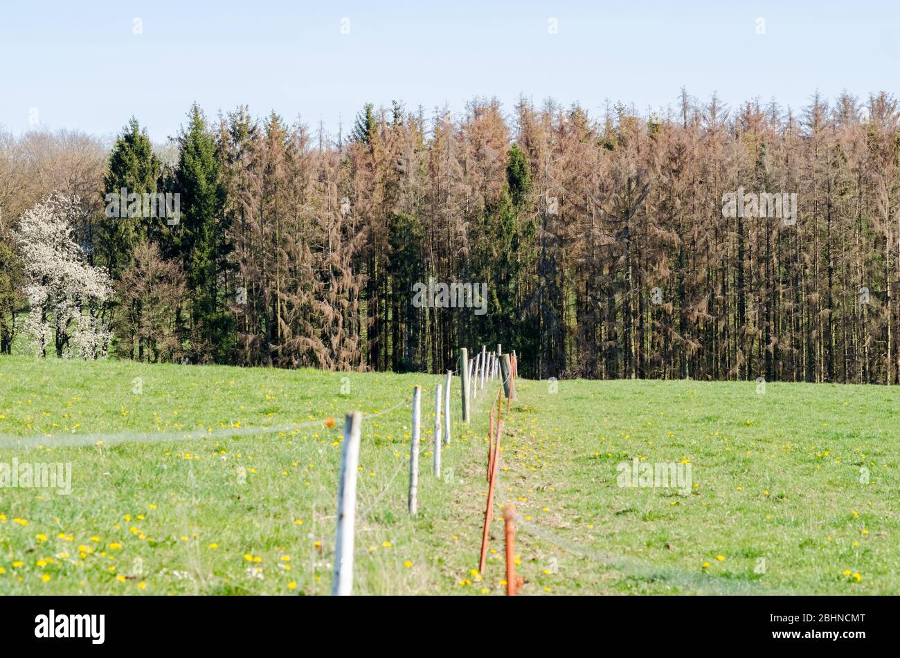 Agricultural fence, electric fence with wires, near a paddock and pasture in the rural countryside in Rhineland-Palatinate, Germany, Western Europe Stock Photo