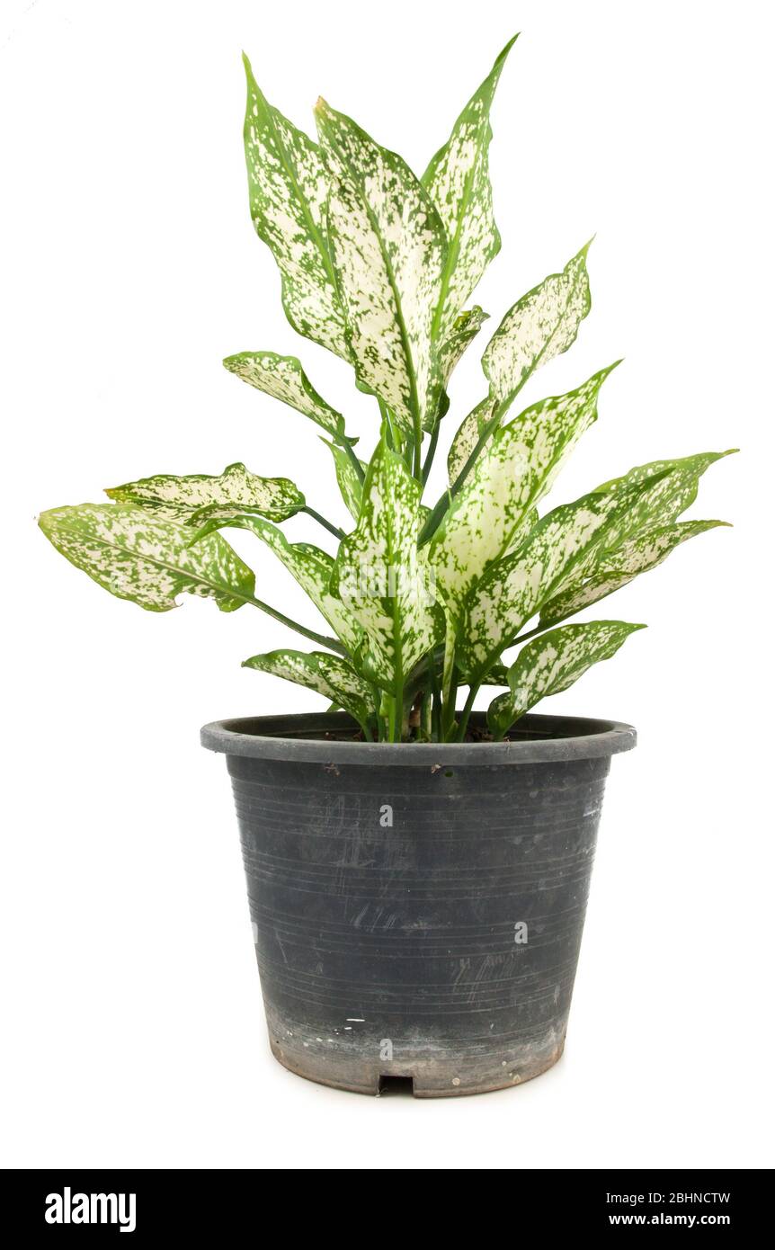 dieffenbachie lat dieffenbachia green plant in flower pot isolated on white background Stock Photo
