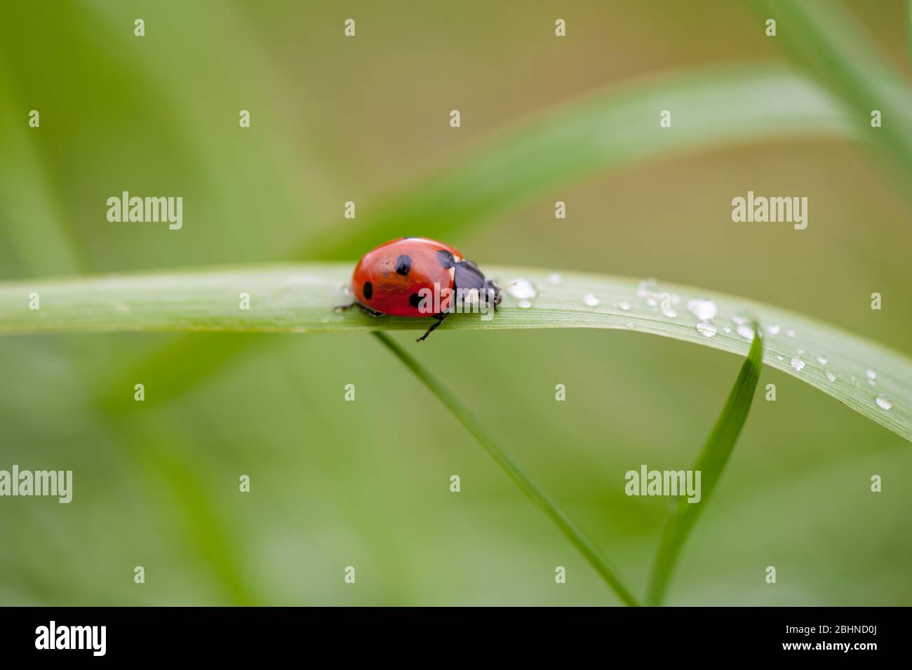 A ladybug sitting on a green leaf captured in a macro photo Stock Photo ...