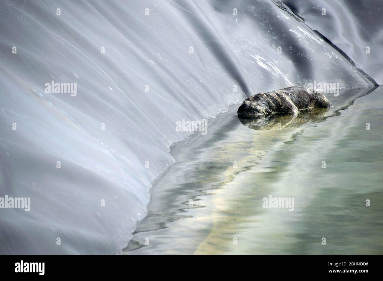 Drowned dog in a watering pond for irrigation. Dead pet dog in pool
