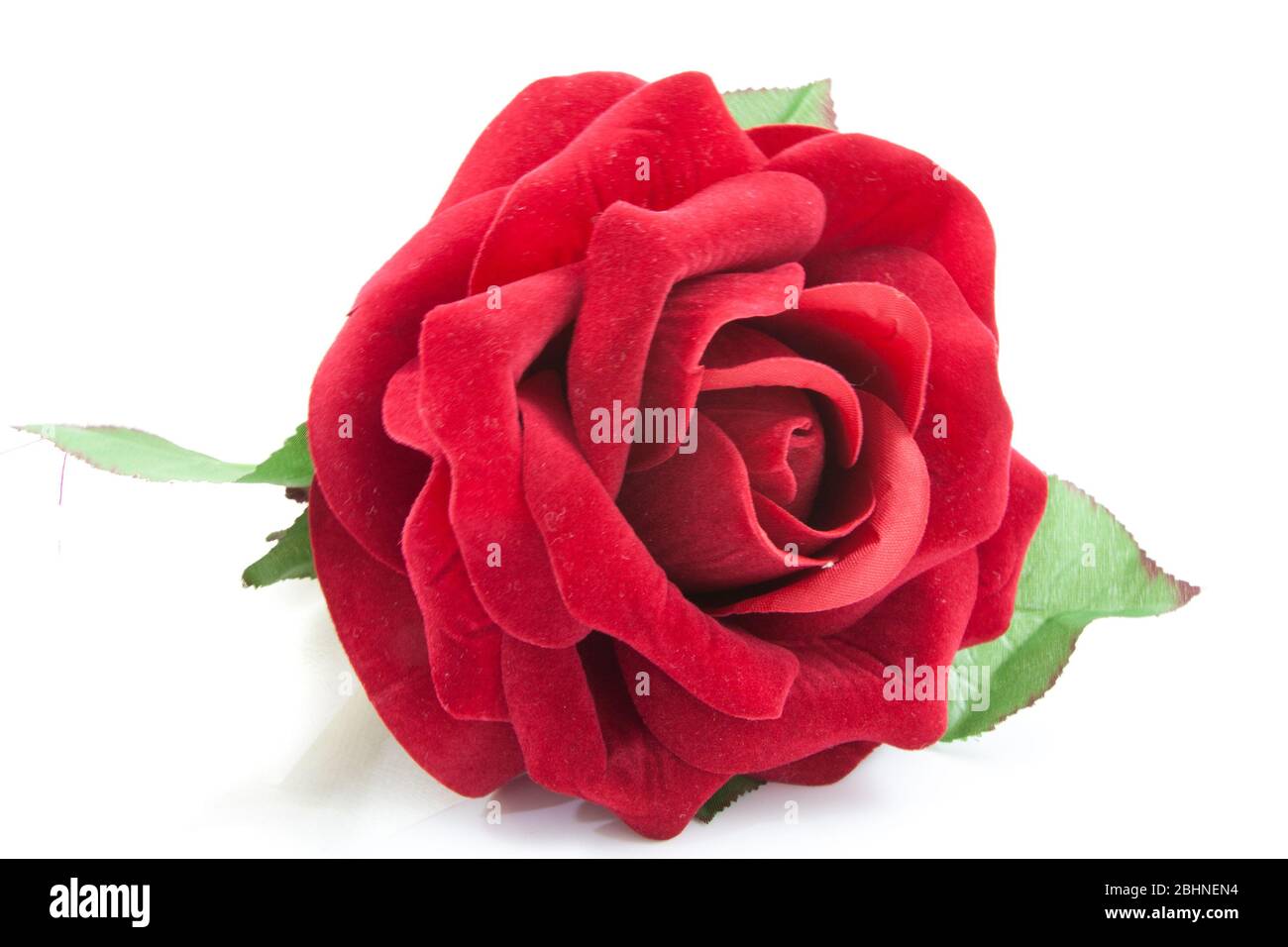 red rose isolated on white background Stock Photo - Alamy