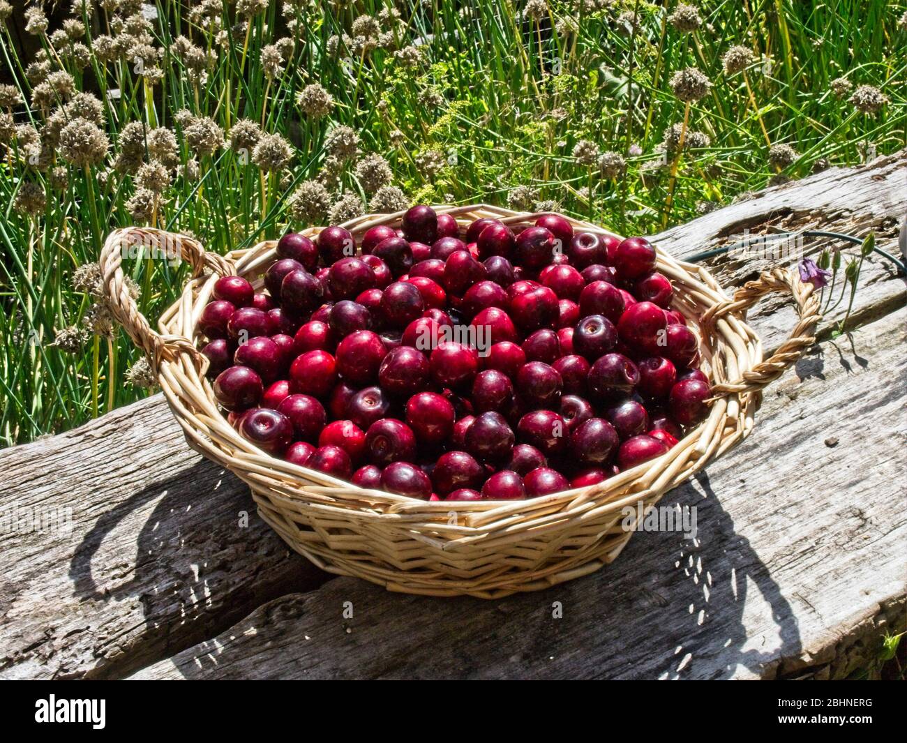 Basket with freshly picked cherries from my own garden. Stock Photo