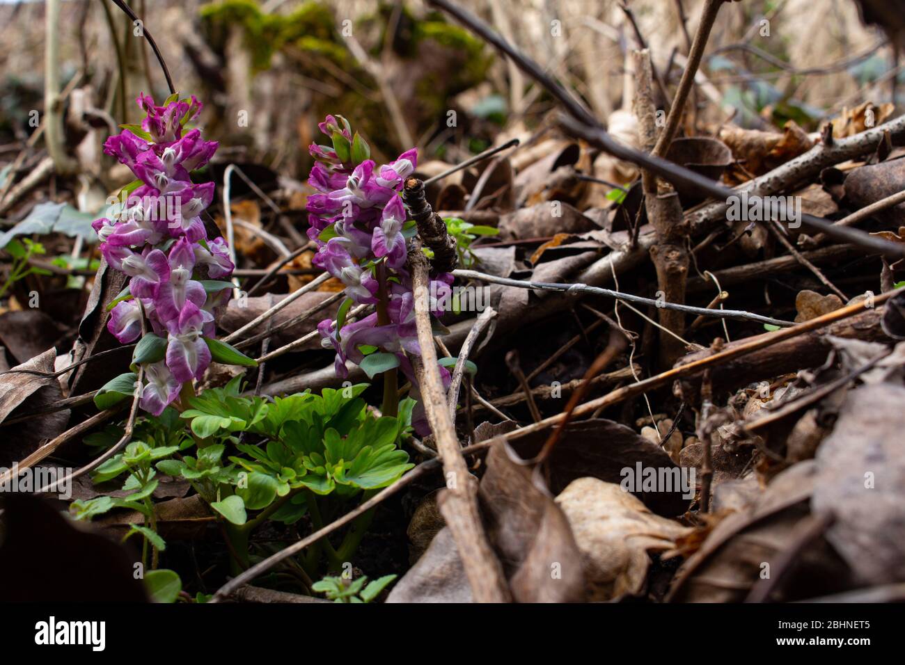Purple Corydalis intermedia growing between dry leaves and branches Stock Photo
