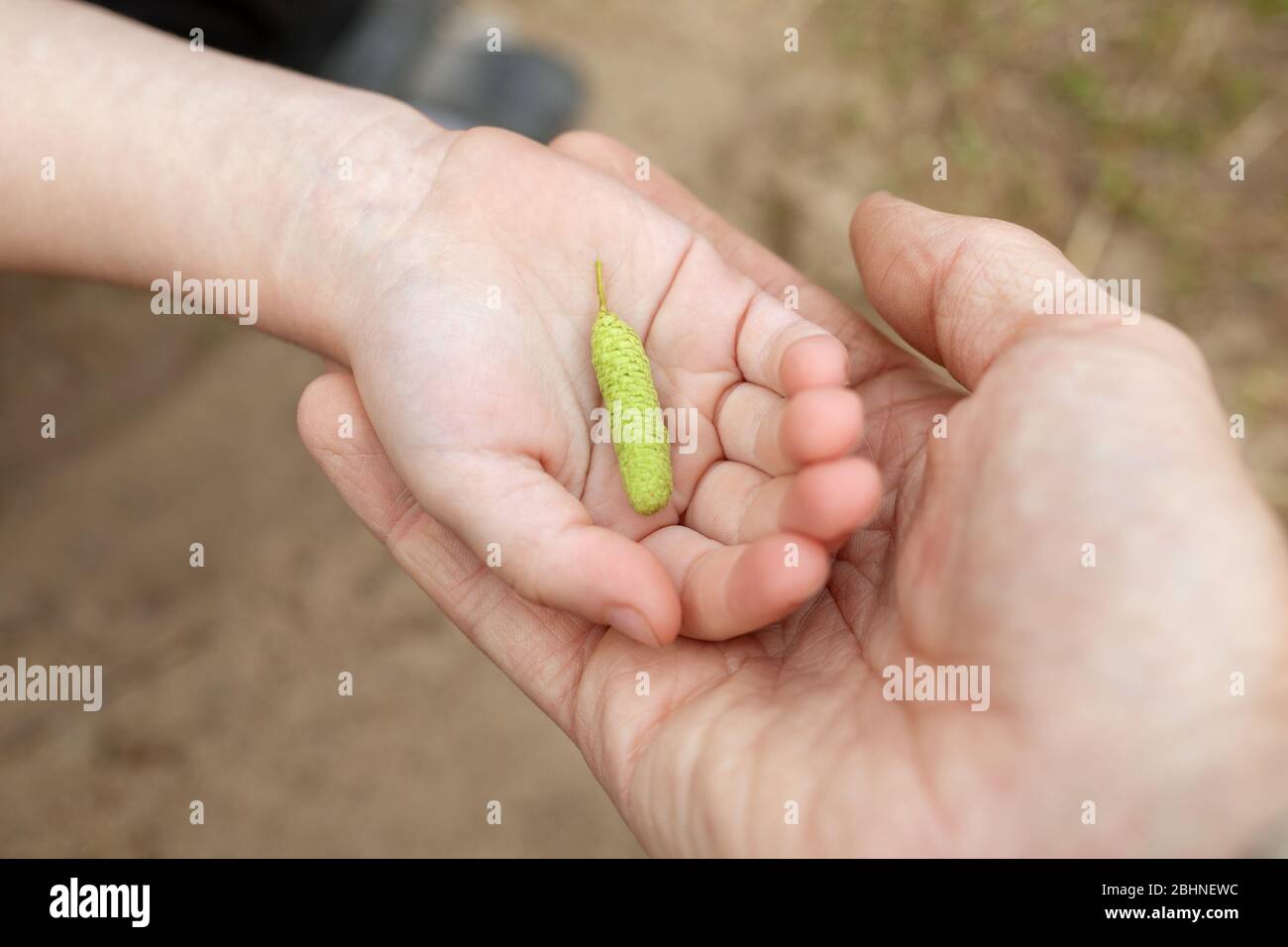 Hand of adult holding childs hand with palm up and catkin of birch on it on blurred background. Nature protection, taking care about wild flora, ecolo Stock Photo