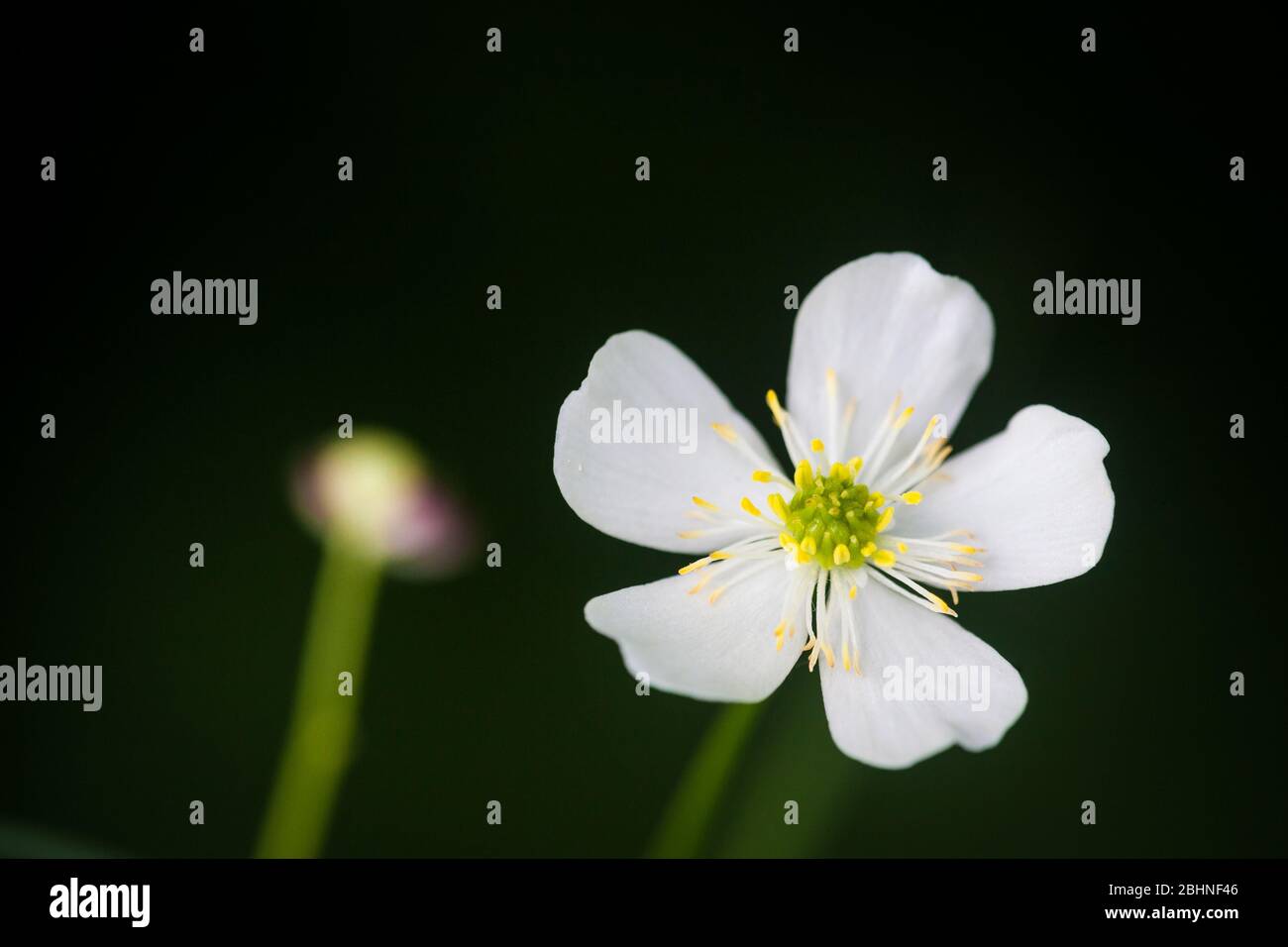 Large white buttercup,Ranunculus platanifolius, in Romsdalen valley, Rauma kommune, Møre og Romsdal, Norway. Stock Photo