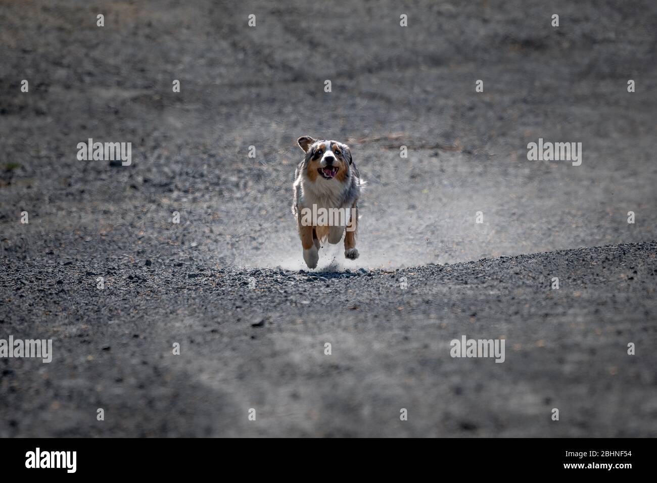 Australian Shepherd dog running on stones Stock Photo