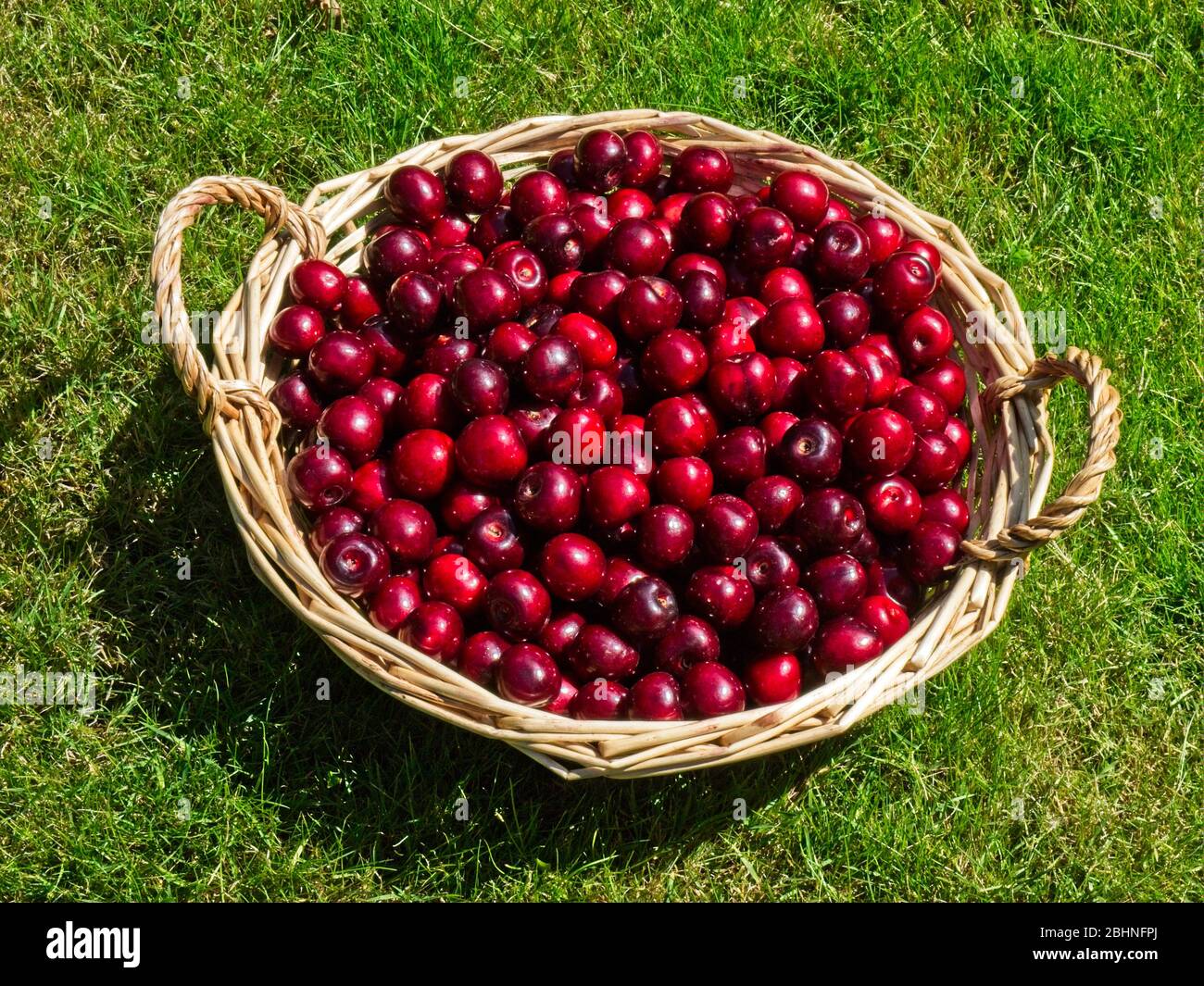 Basket with freshly picked cherries from my own garden. Stock Photo