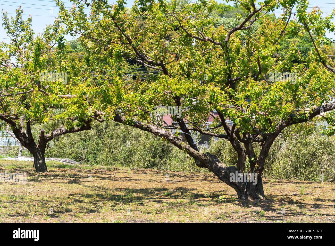Japanese plum tree hires stock photography and images Alamy