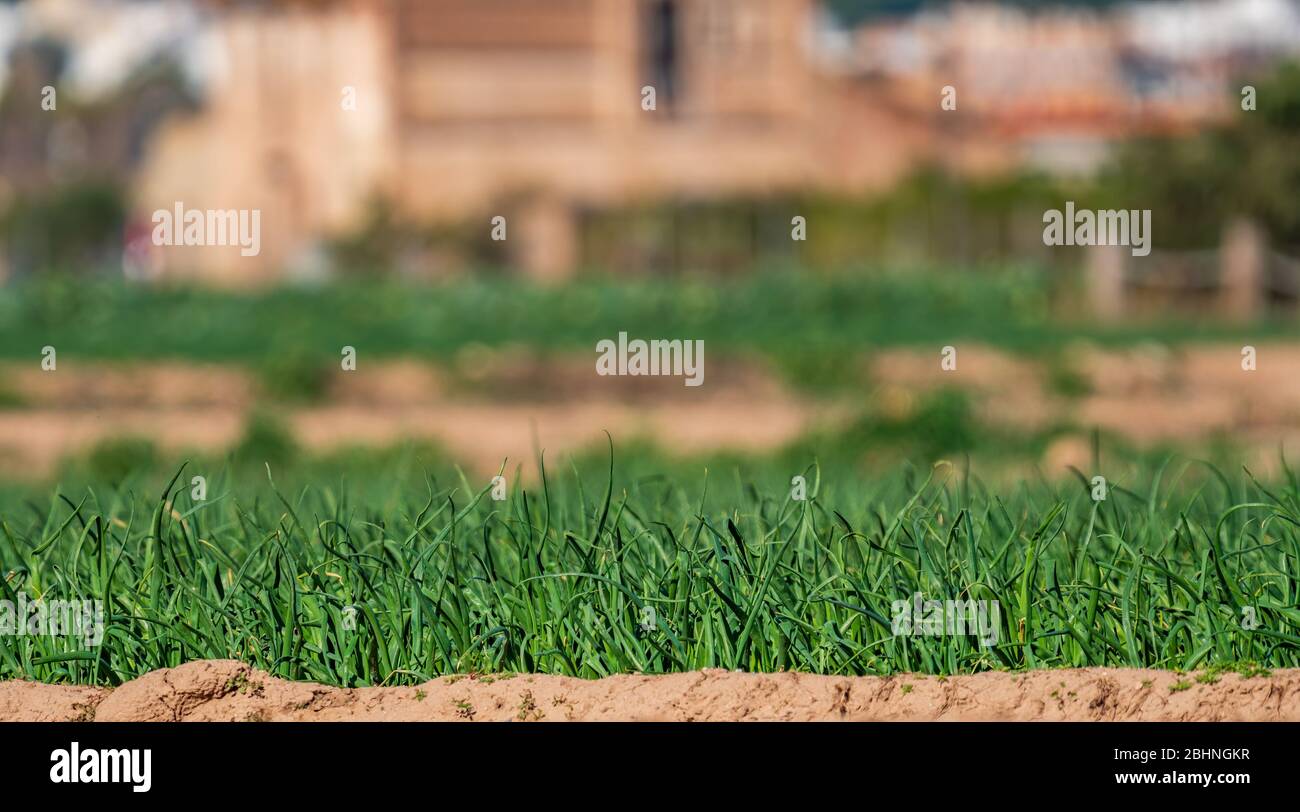 Onion field profile view with blurred background Stock Photo Alamy
