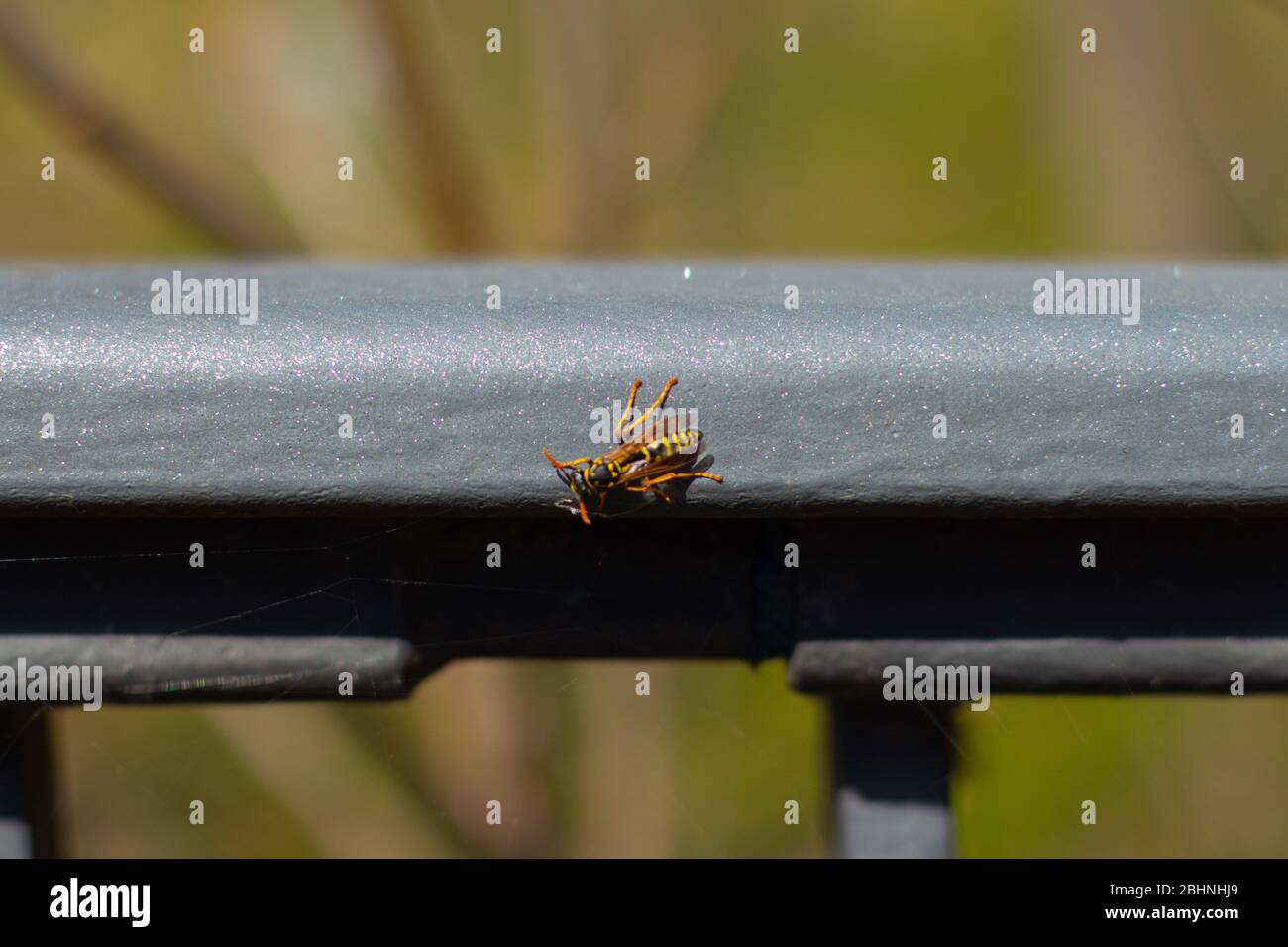 Close up of a wasp sitting on a metal railing sparkling in the sunlight Stock Photo