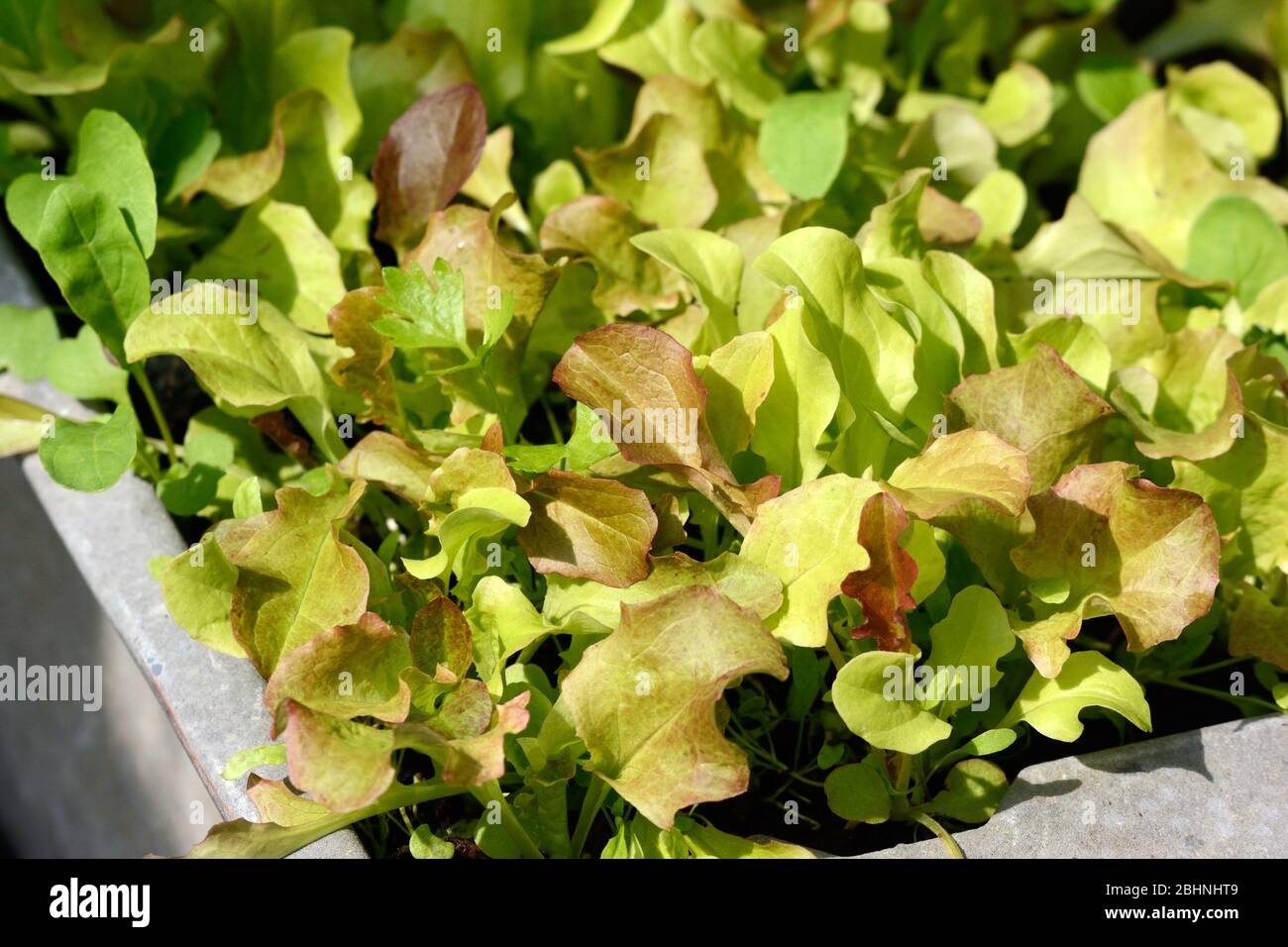 Mixed organic baby salad leaves growing in a container Stock Photo