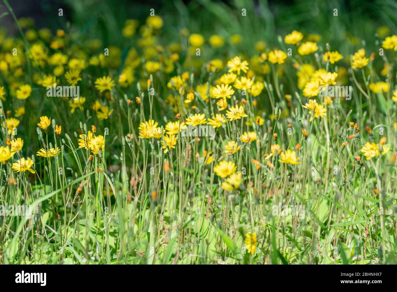 Creeping lettuce (Ixeris stolonifera), Isehara City, Kanagawa Prefecture, Japan Stock Photo