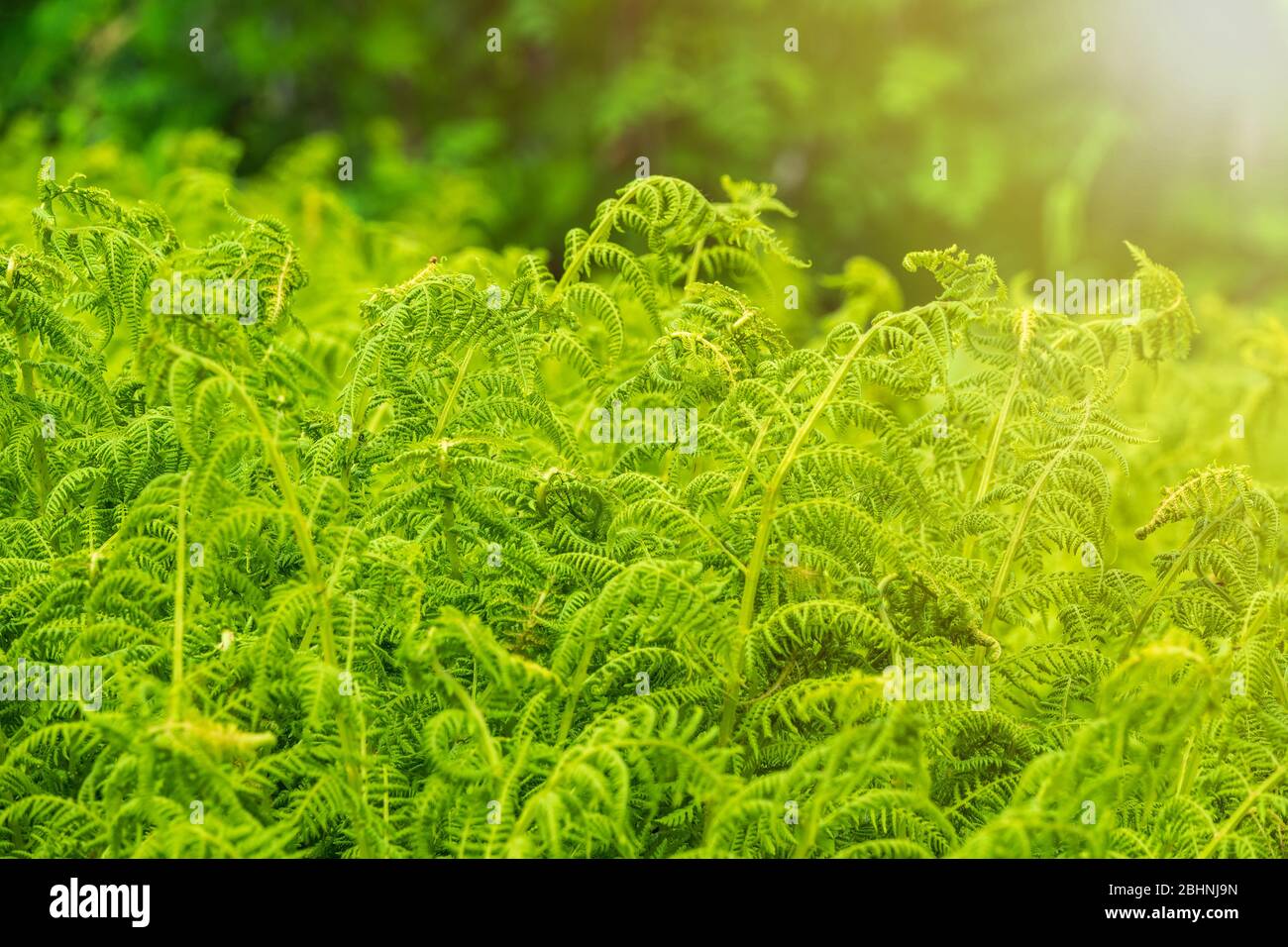 Fern in the darker thicket of the forest in sunset light. Greem fern ...