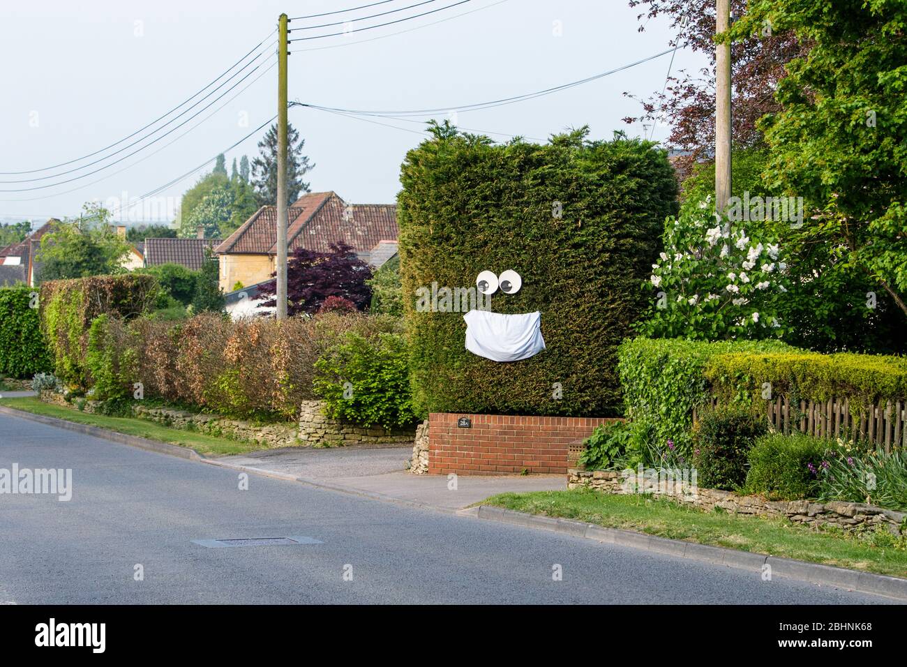 Chippenham, Wiltshire UK, 27th April, 2020. As scientific advisers in the UK discuss whether the public should wear face masks in public a large face mask that has been hung on a hedge is pictured in Chippeneham, Wiltshire.  Credit: Lynchpics/Alamy Live News Stock Photo