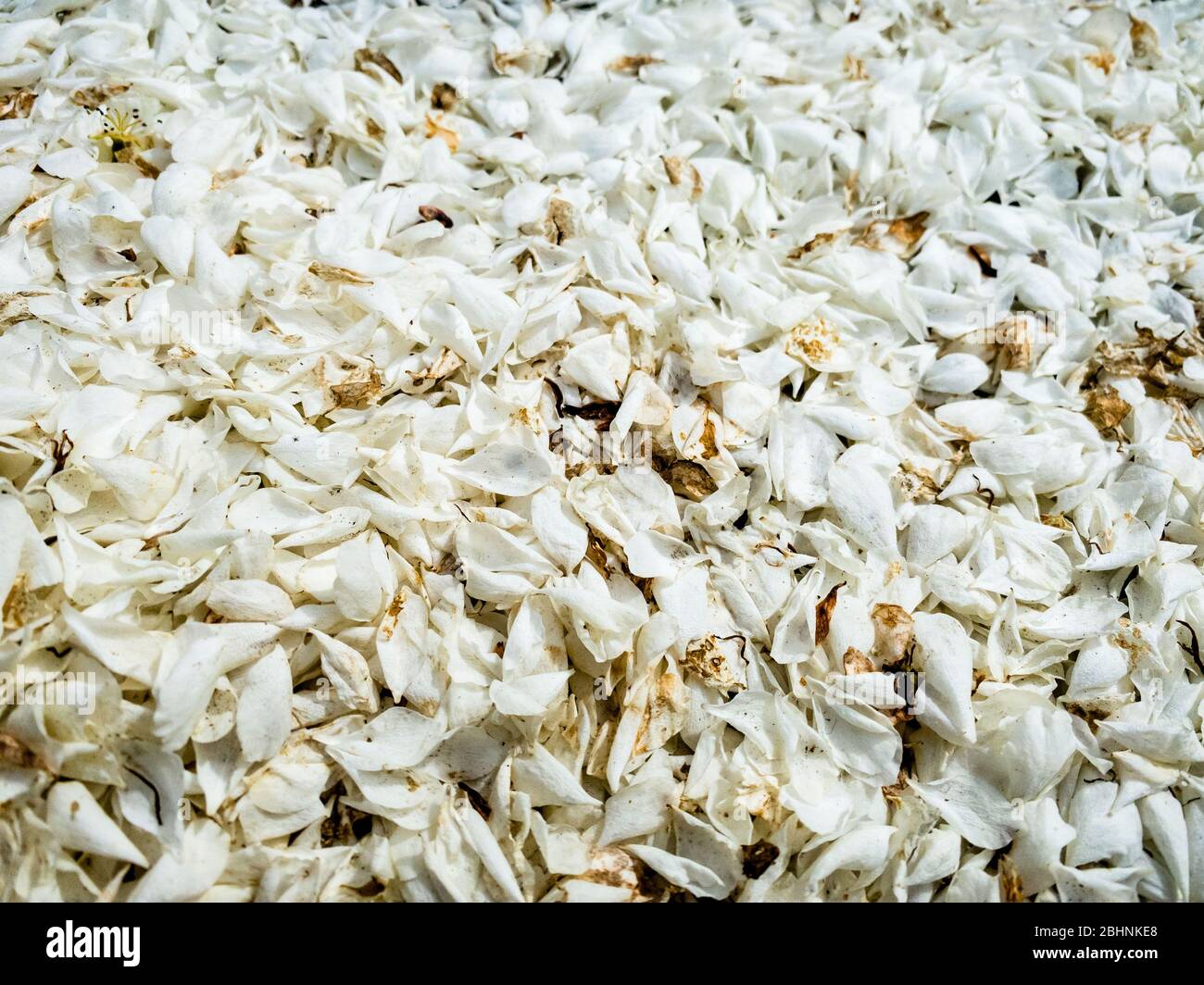 Close up of tree flowers white petals falling on the ground as background with copy space. No harvest due to heavy rains or wind, environment concept Stock Photo