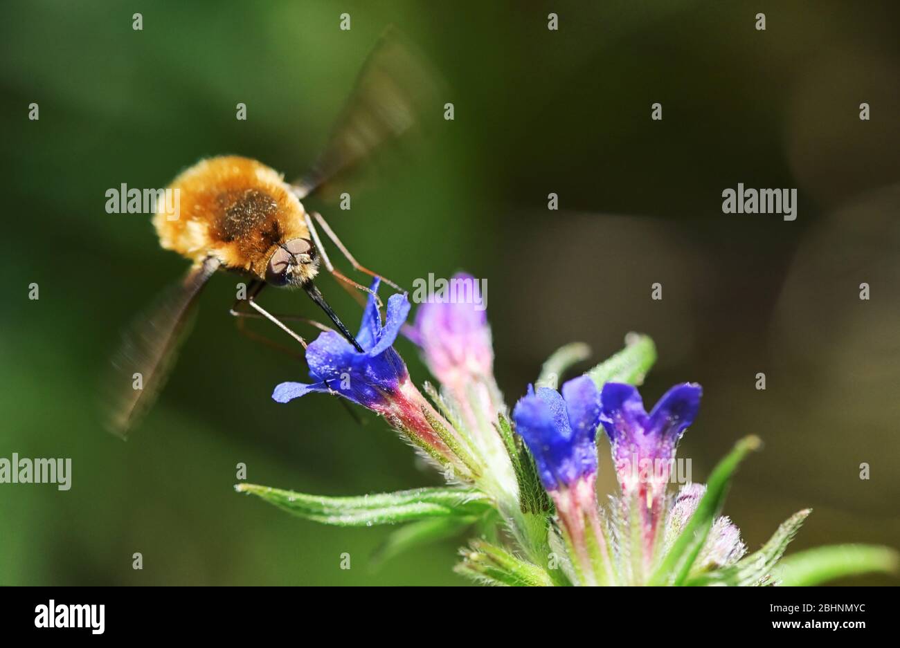 Large Bee Fly (Bombylius Major) Sucking Nectar From A Flower Stock Photo