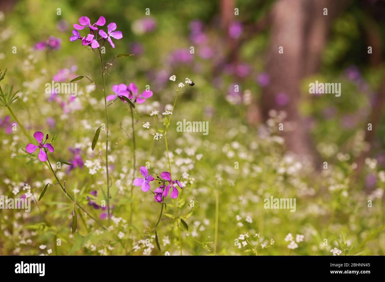 Lunaria annua Penny Flowers in spring forest Stock Photo