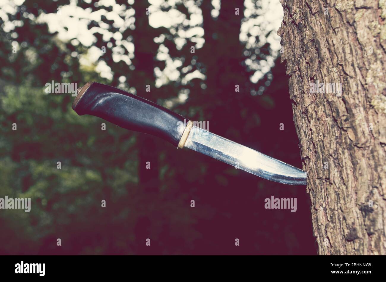 Hunting knife stuck into tree Stock Photo