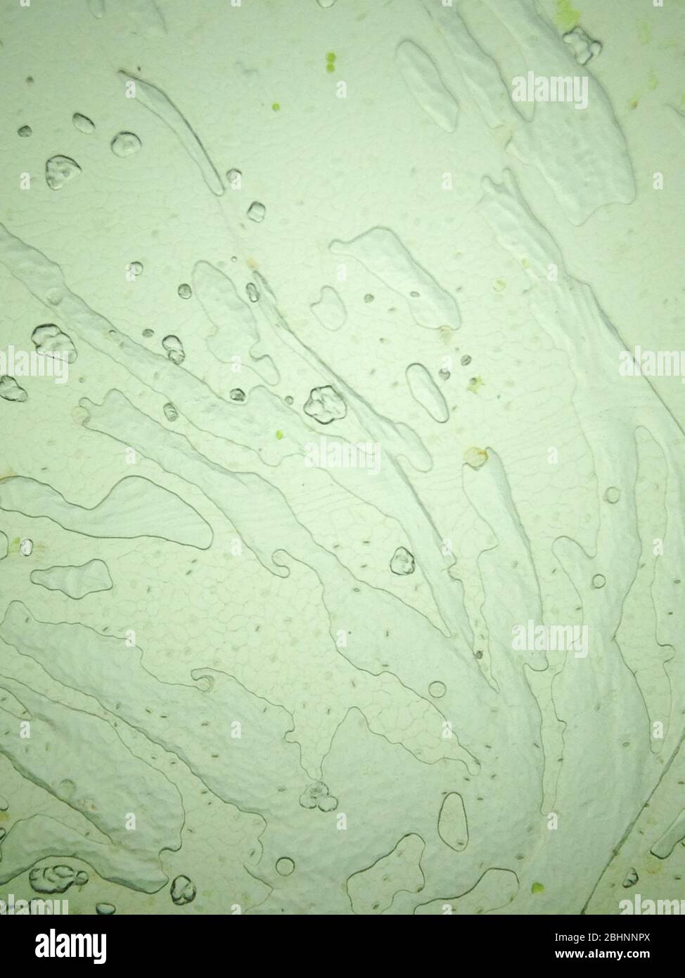 Onion cells microscope hi-res stock photography and images - Alamy