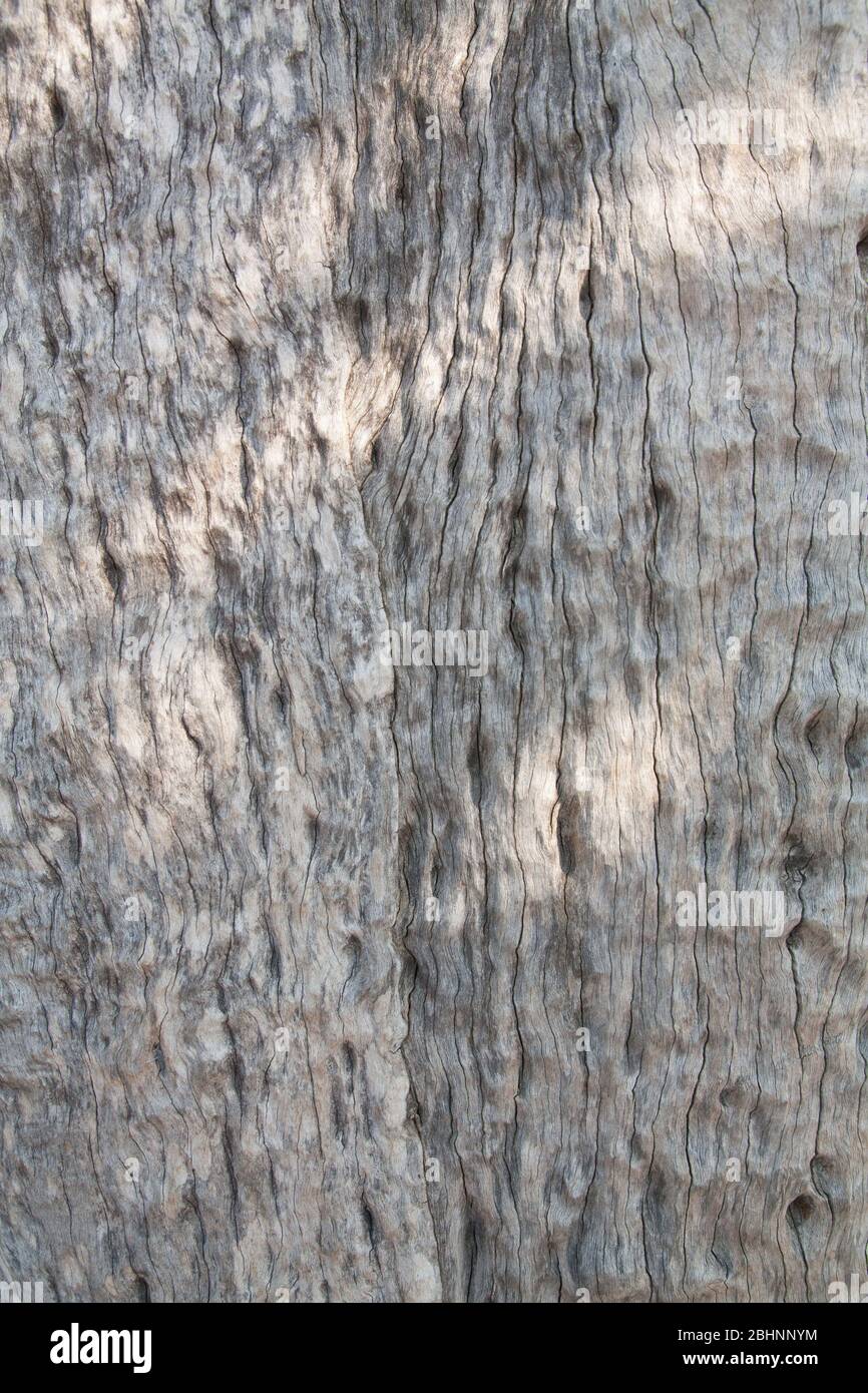 old wood tree texture background pattern Stock Photo - Alamy