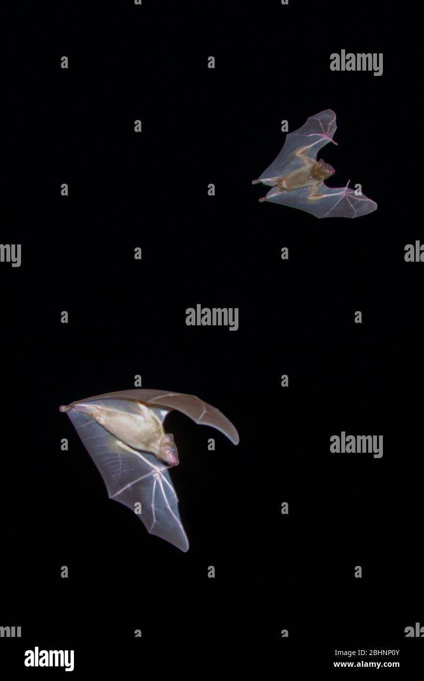 Egyptian Fruit Bats (Rousettus aegyptiacus) in flight at night. Photographed in the Mediterranean  region, Israel. The Egyptian rousette, or Egyptian Stock Photo