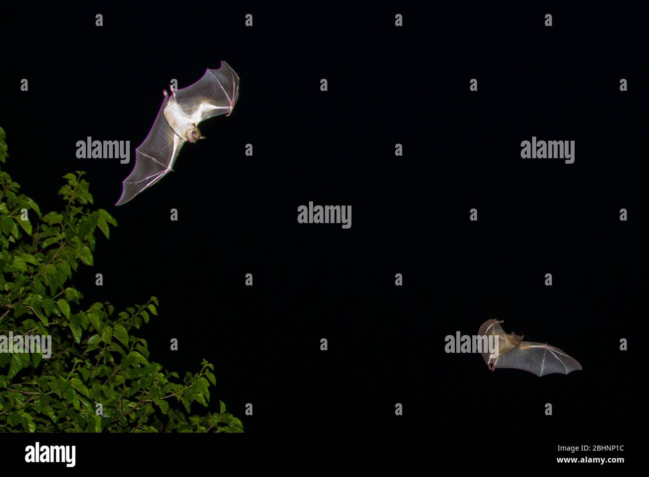 Egyptian Fruit Bats (Rousettus aegyptiacus) in flight at night. Photographed in the Mediterranean  region, Israel. The Egyptian rousette, or Egyptian Stock Photo