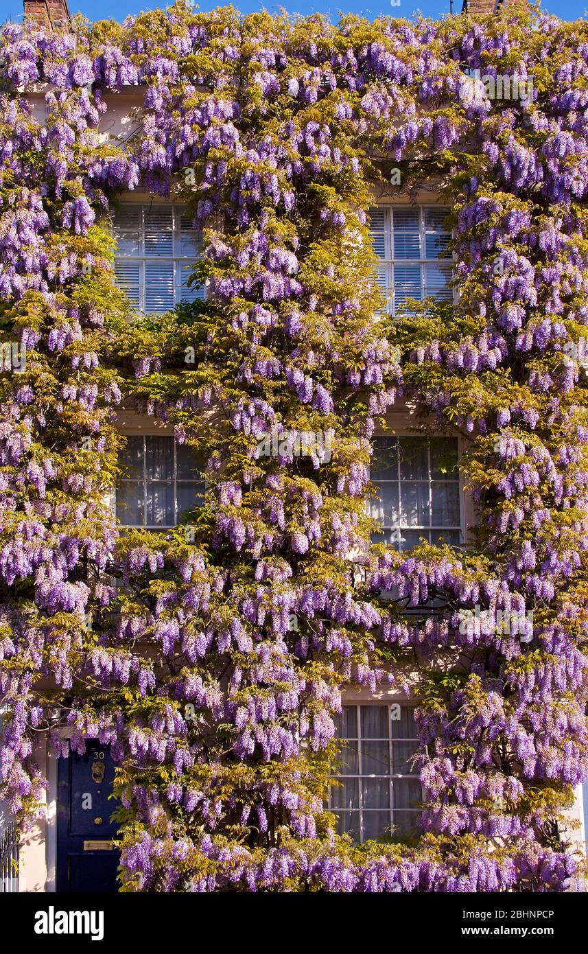 Casa Britânica Amarela Com Plantas Fora Das Janelas Imagem de Stock -  Imagem de londres, urbano: 204969287