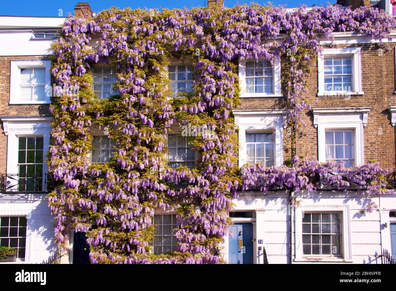 Casa Britânica Amarela Com Plantas Fora Das Janelas Imagem de Stock -  Imagem de londres, urbano: 204969287