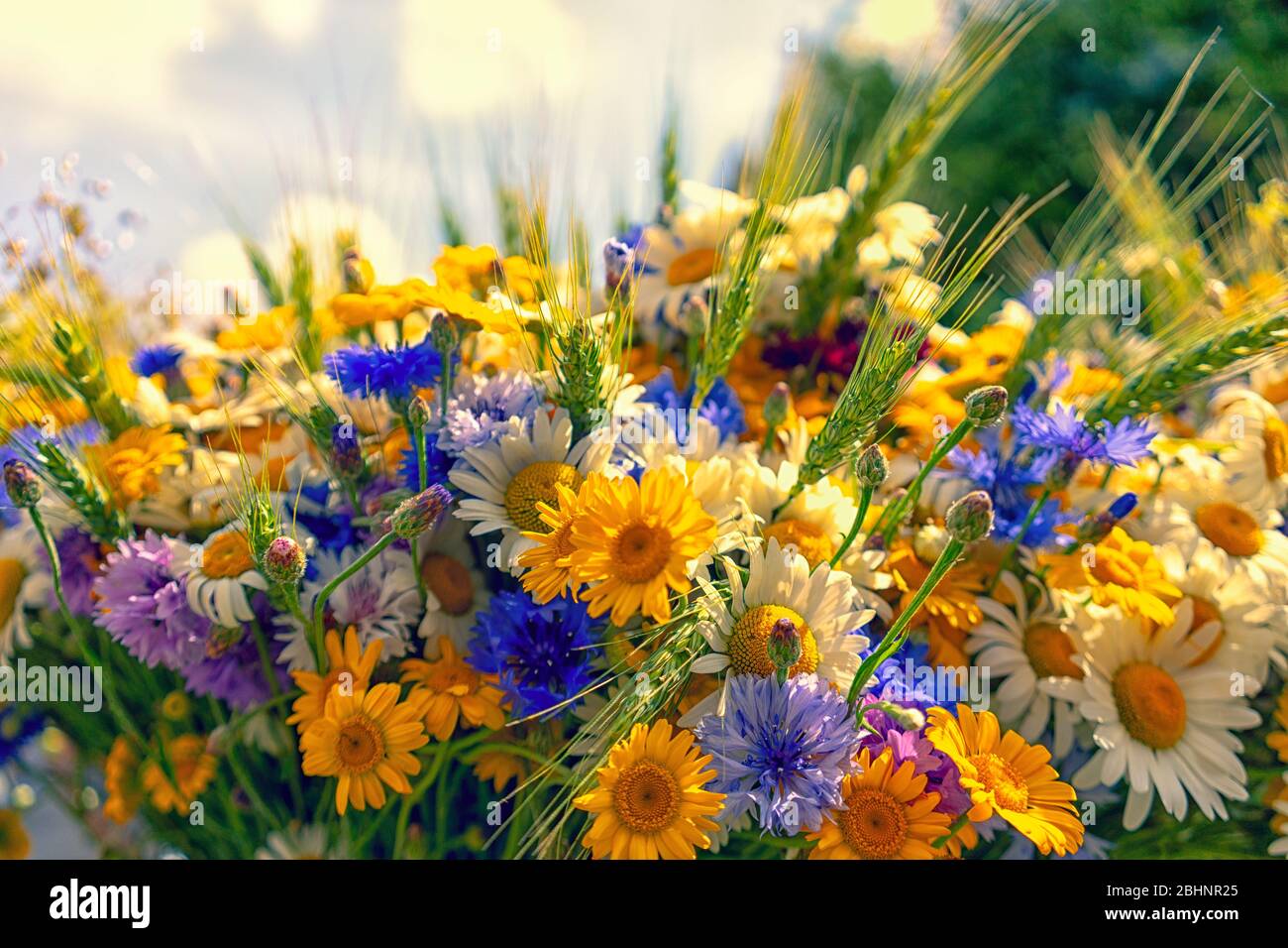 Background of wildflowers summer flowers Stock Photo