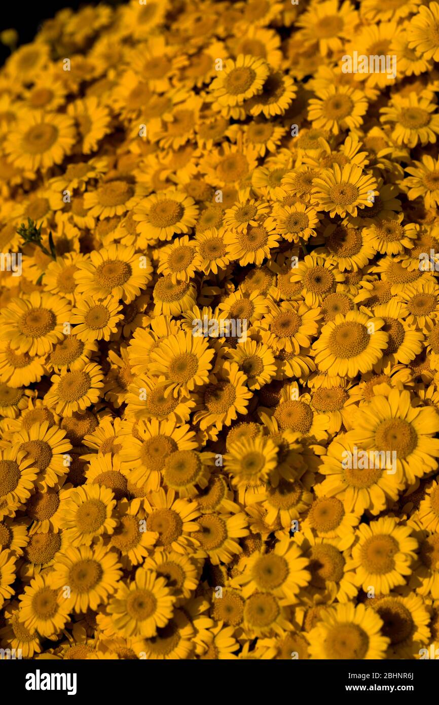 Background from summer buds and plants Stock Photo