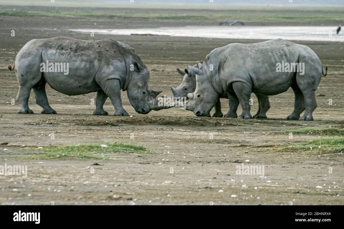 White rhino (Ceratotherium simum) mother and calf, Nakuru National Park, Kenya. Stock Photo