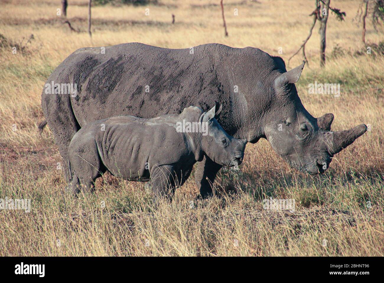 White rhino (Ceratotherium simum) mother and calf, Nakuru National Park, Kenya. Stock Photo
