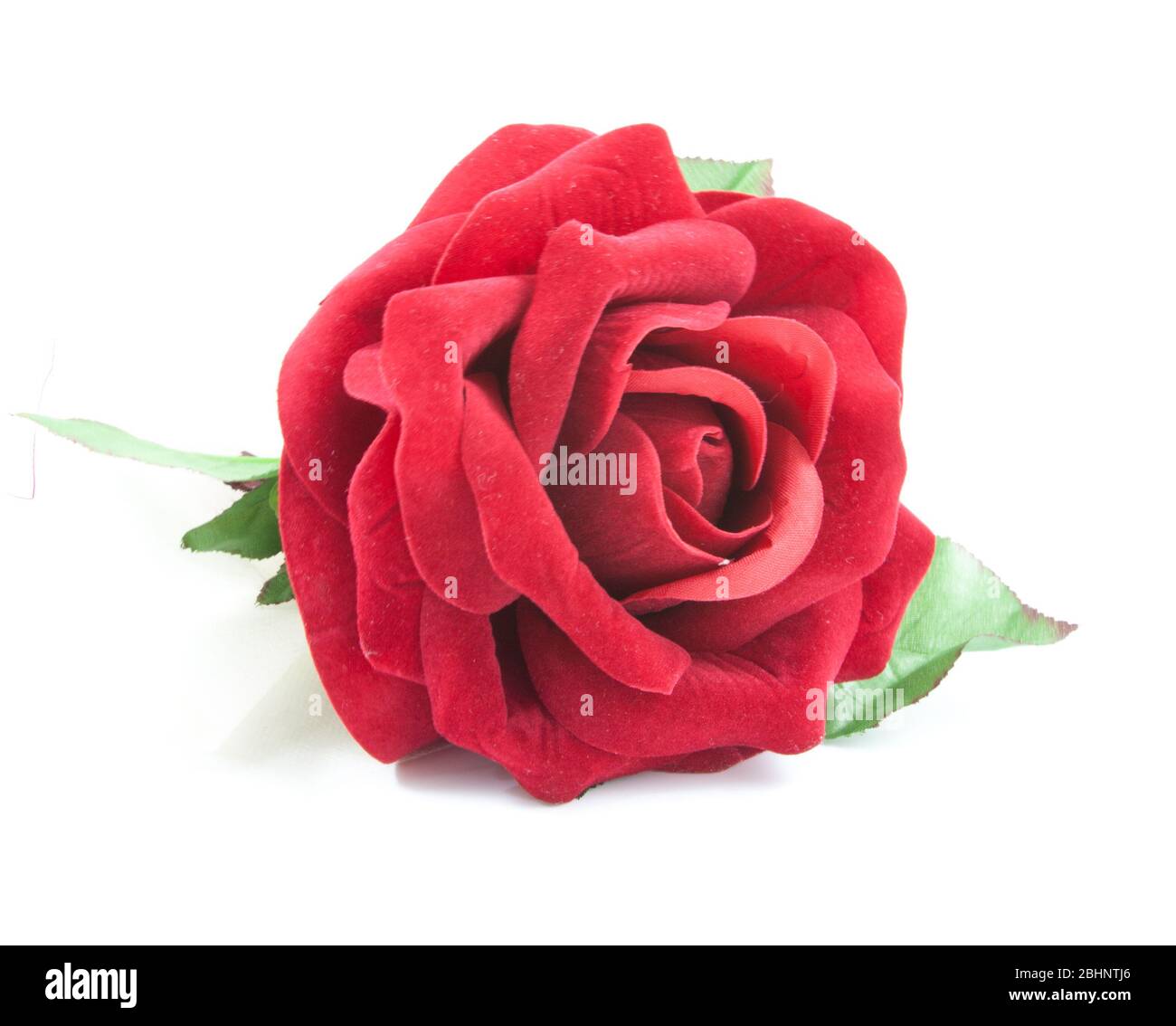 red rose isolated on white background Stock Photo - Alamy